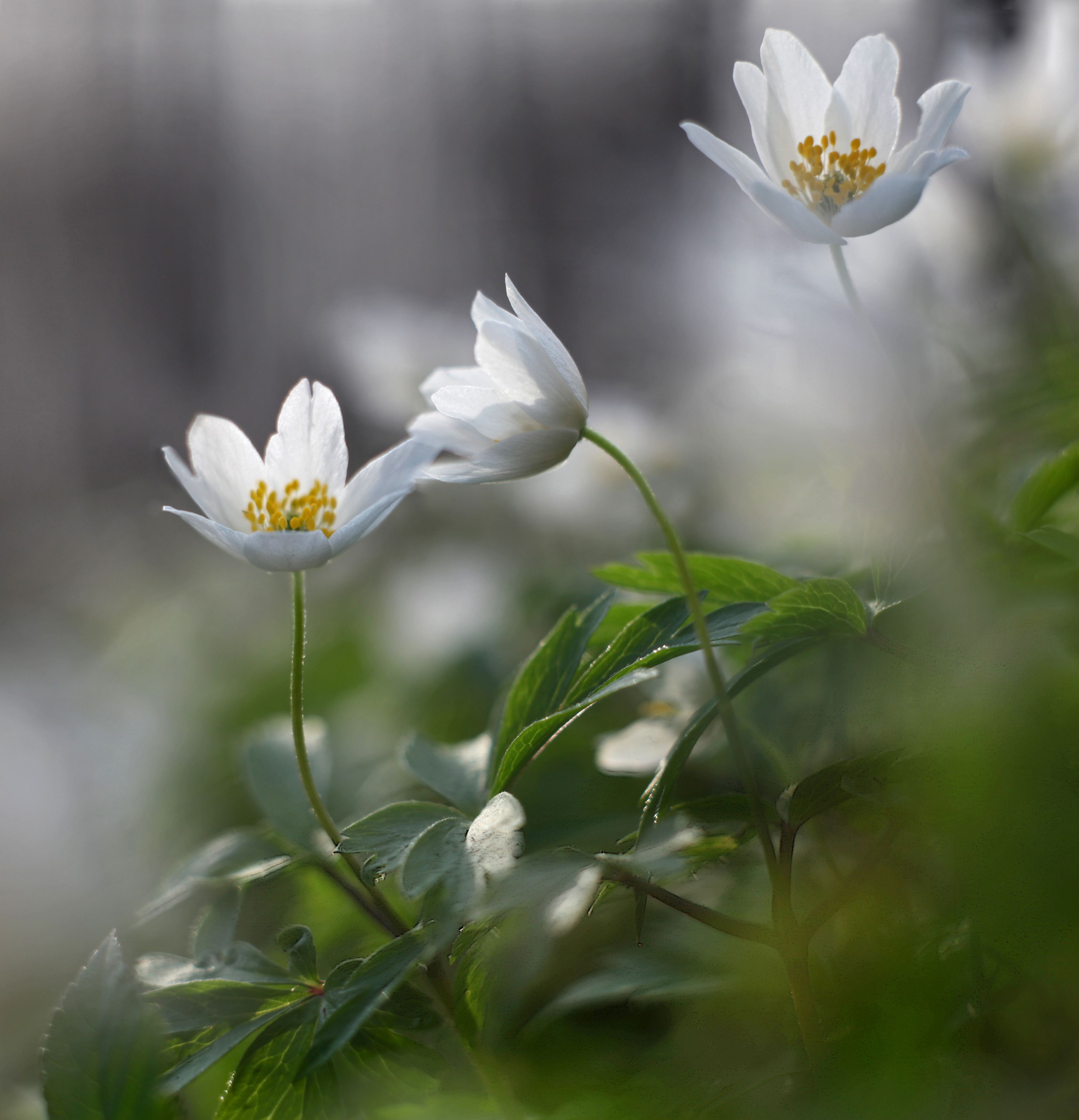 весна , цветы , Александр Свистков