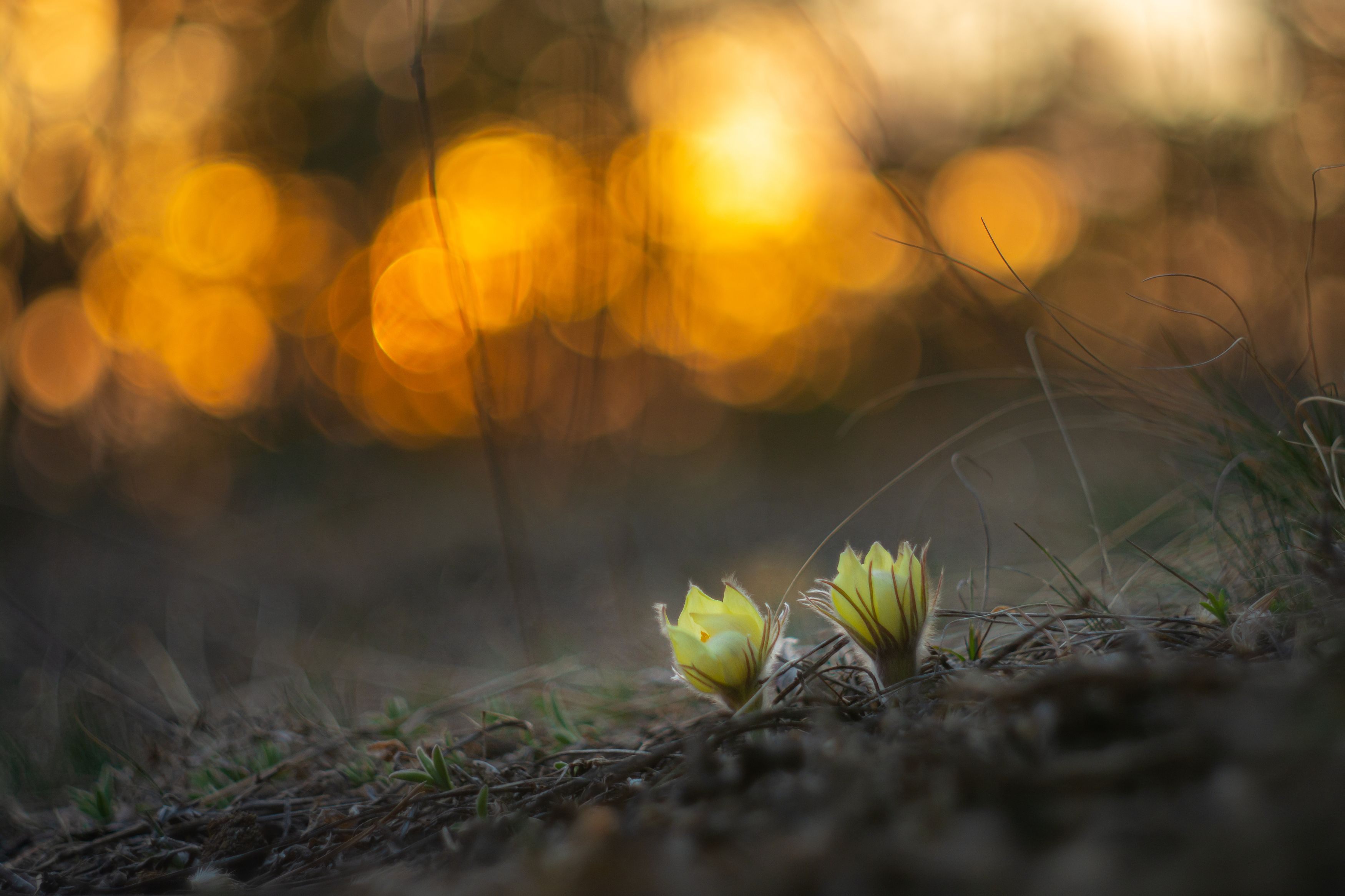 весна цветы лес урал закат первоцветы сон-трава, Жданов Дмитрий