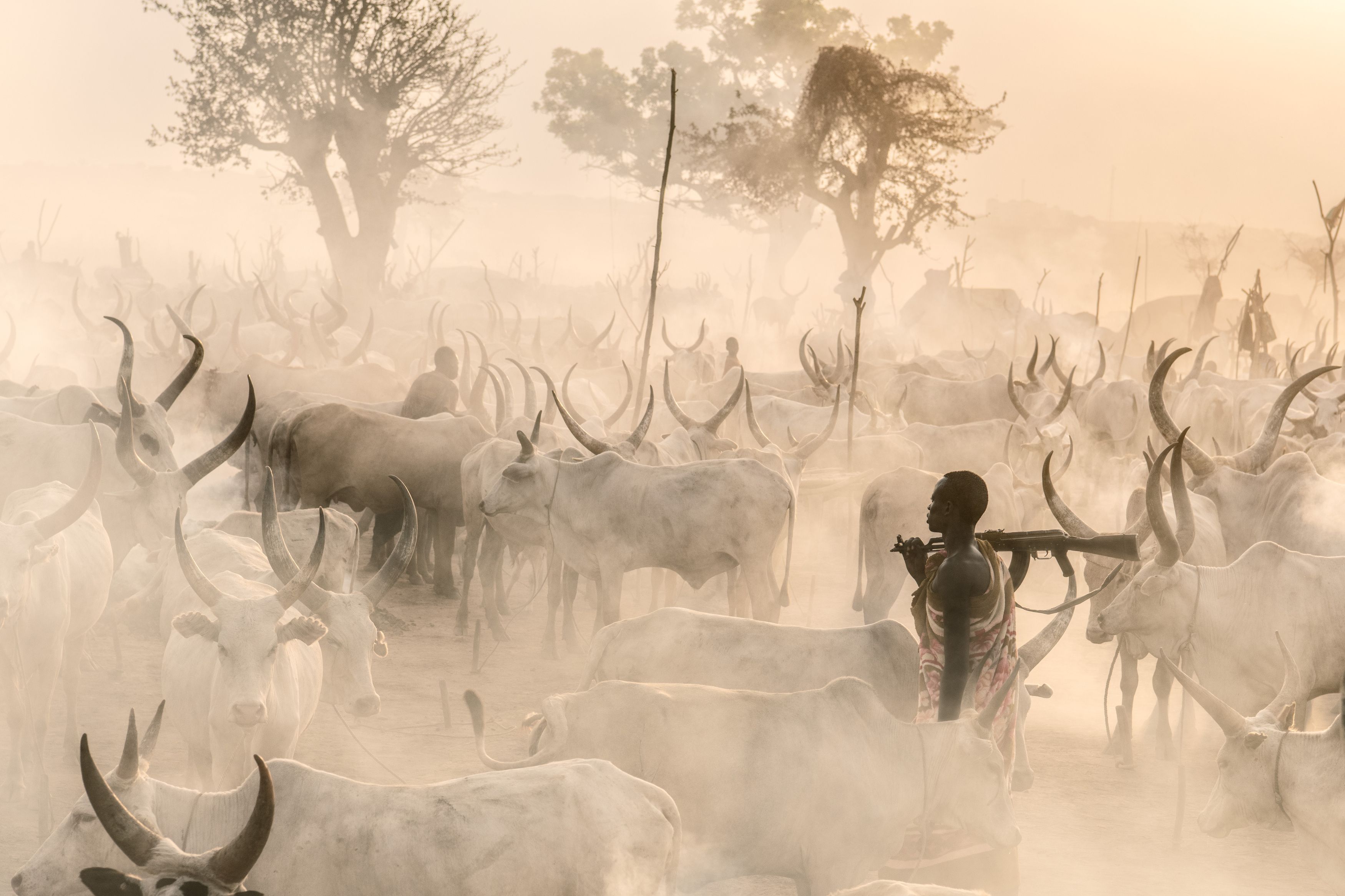 Mundari, herder, herd, cattle camp, South Sudan, Africa, , Trevor Cole