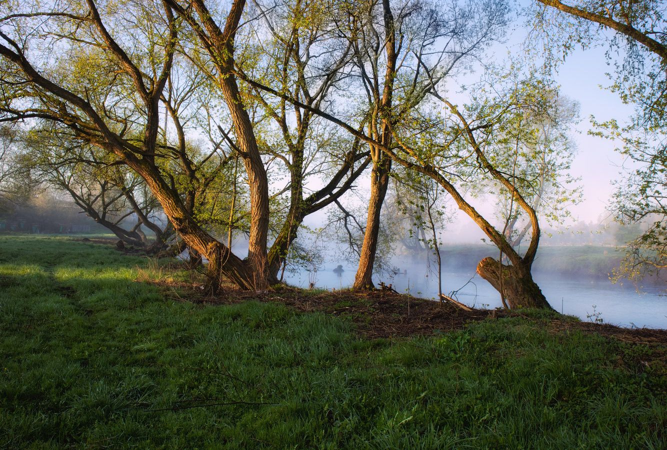 весна, утро, река, дымка, деревья,, Сергей Шабуневич