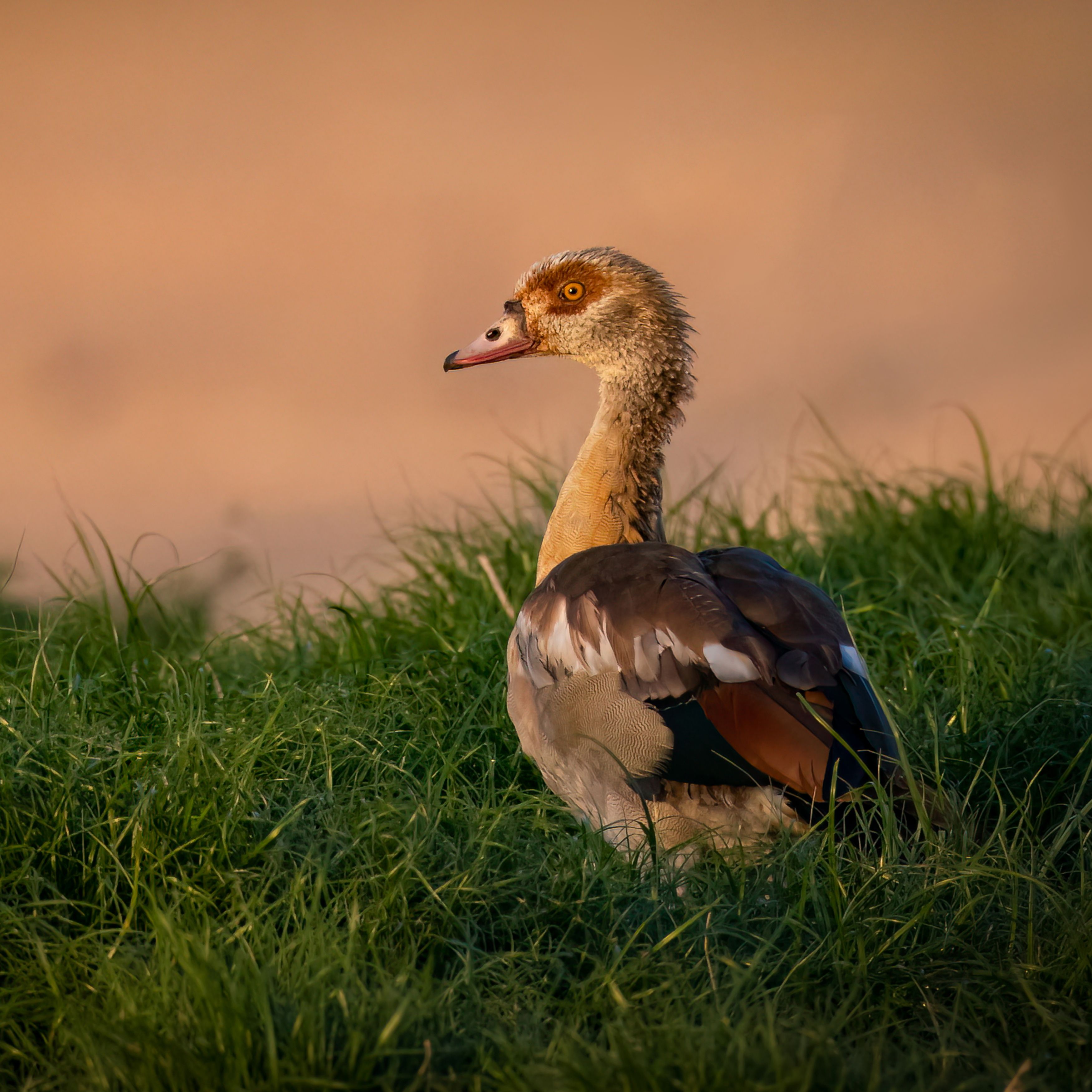 egyptian goose, goose, geese, morning, water, sunrise, animals, bird, cold, feather, sun, animal, birds, close-up ,sunny, feathers, closeup, day, wings, wing, morning, Ahmed Zaeitar