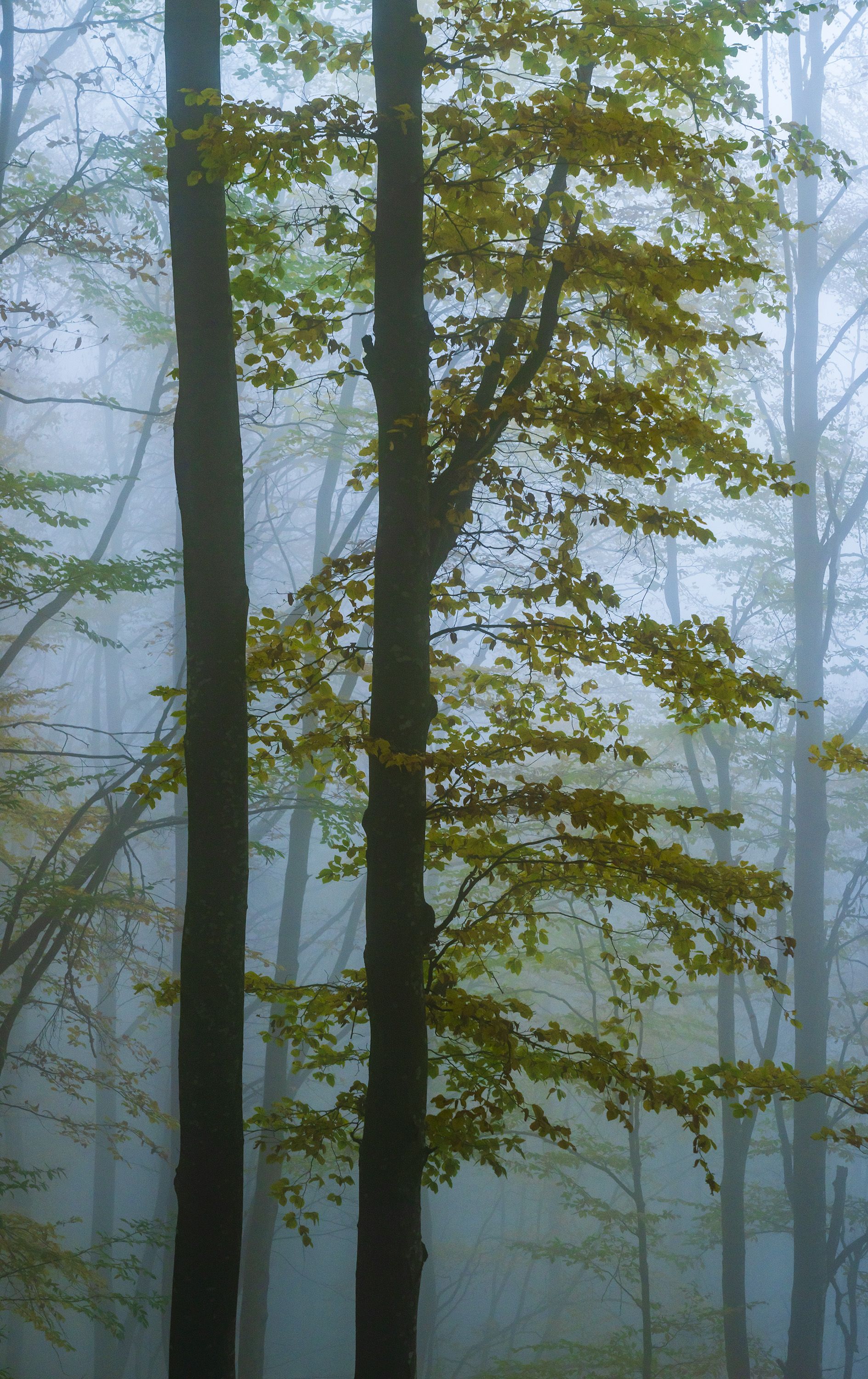 autumn landscapes nature fog, viktor demidov