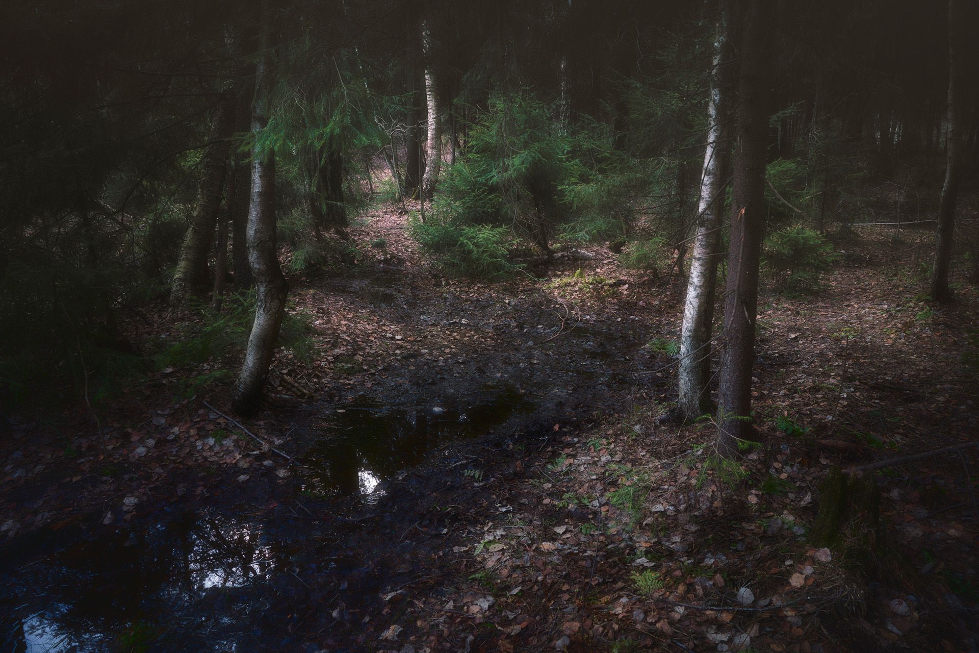 лес, деревья, пейзаж, forest, woodland, landscape, trees, Валерий Вождаев