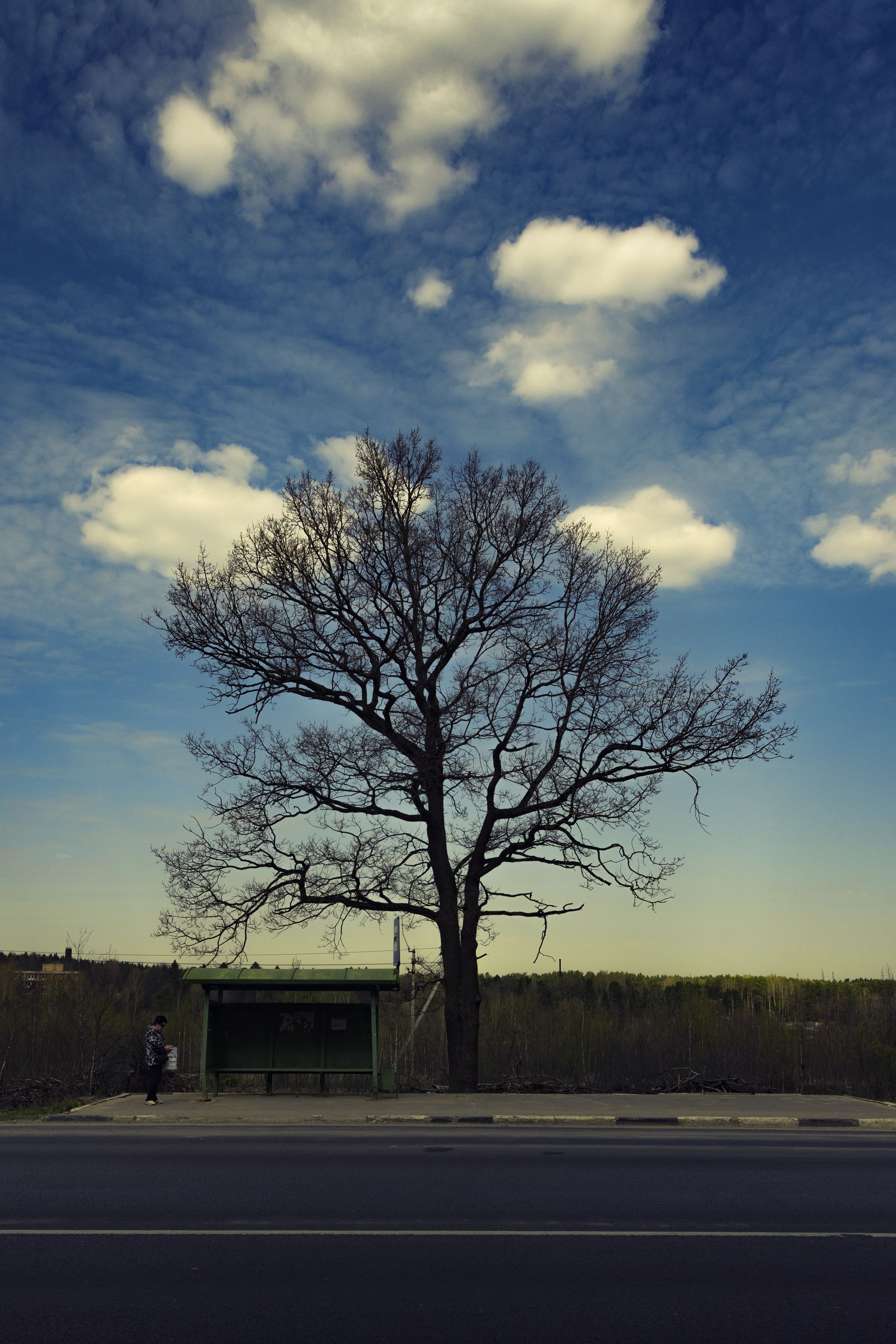Остановка, ожидание, одинокое дерево, Пономарев Илья