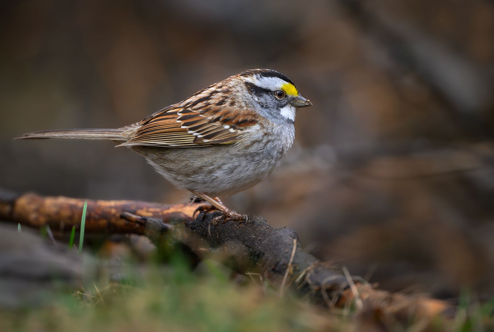 White throated. Northern Sparrow Автор фото. Фото животных фотолюбителей. Sparrow.