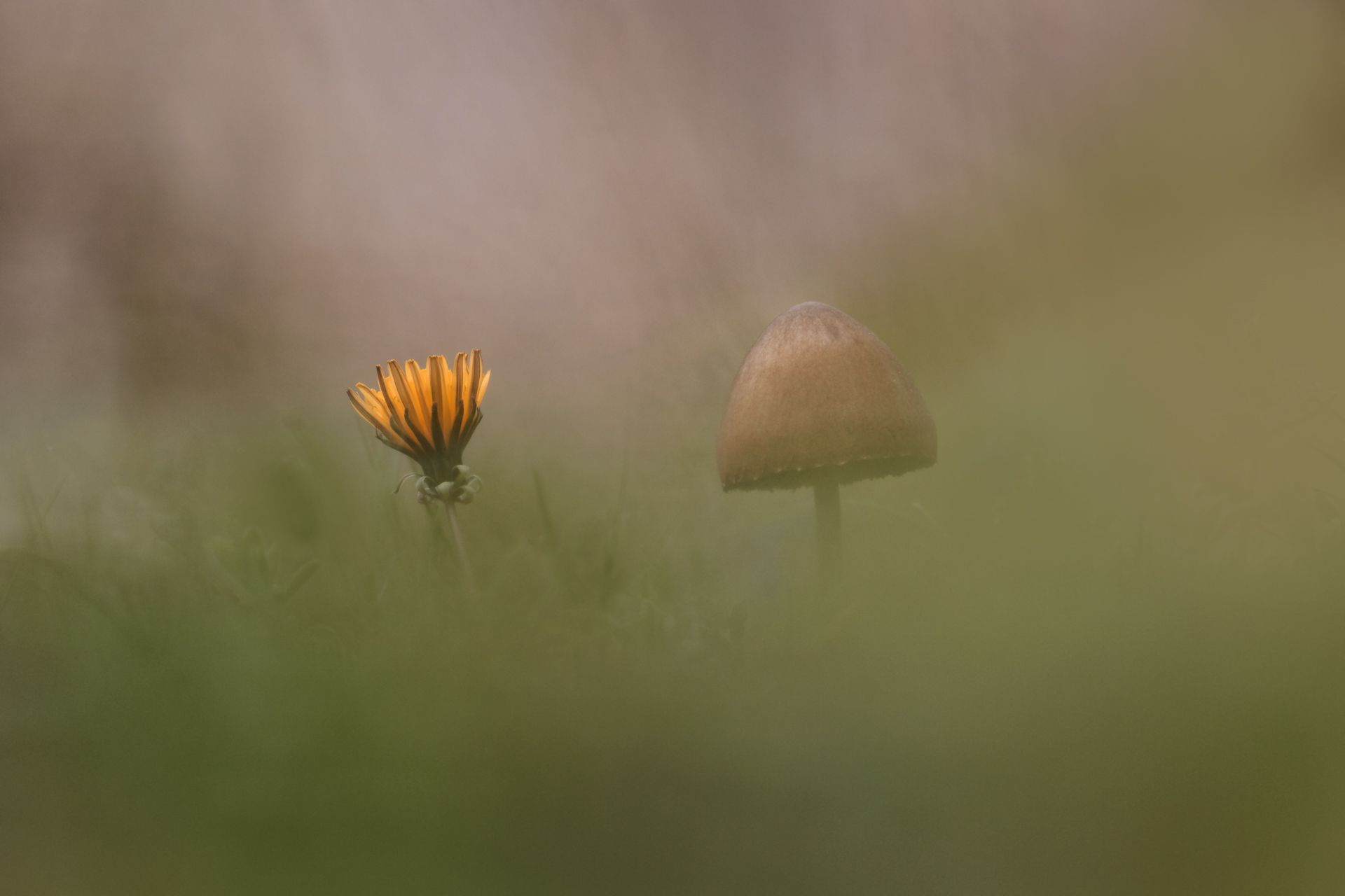macro, close up, dandelion, mushroom, nature, Tonova Vania
