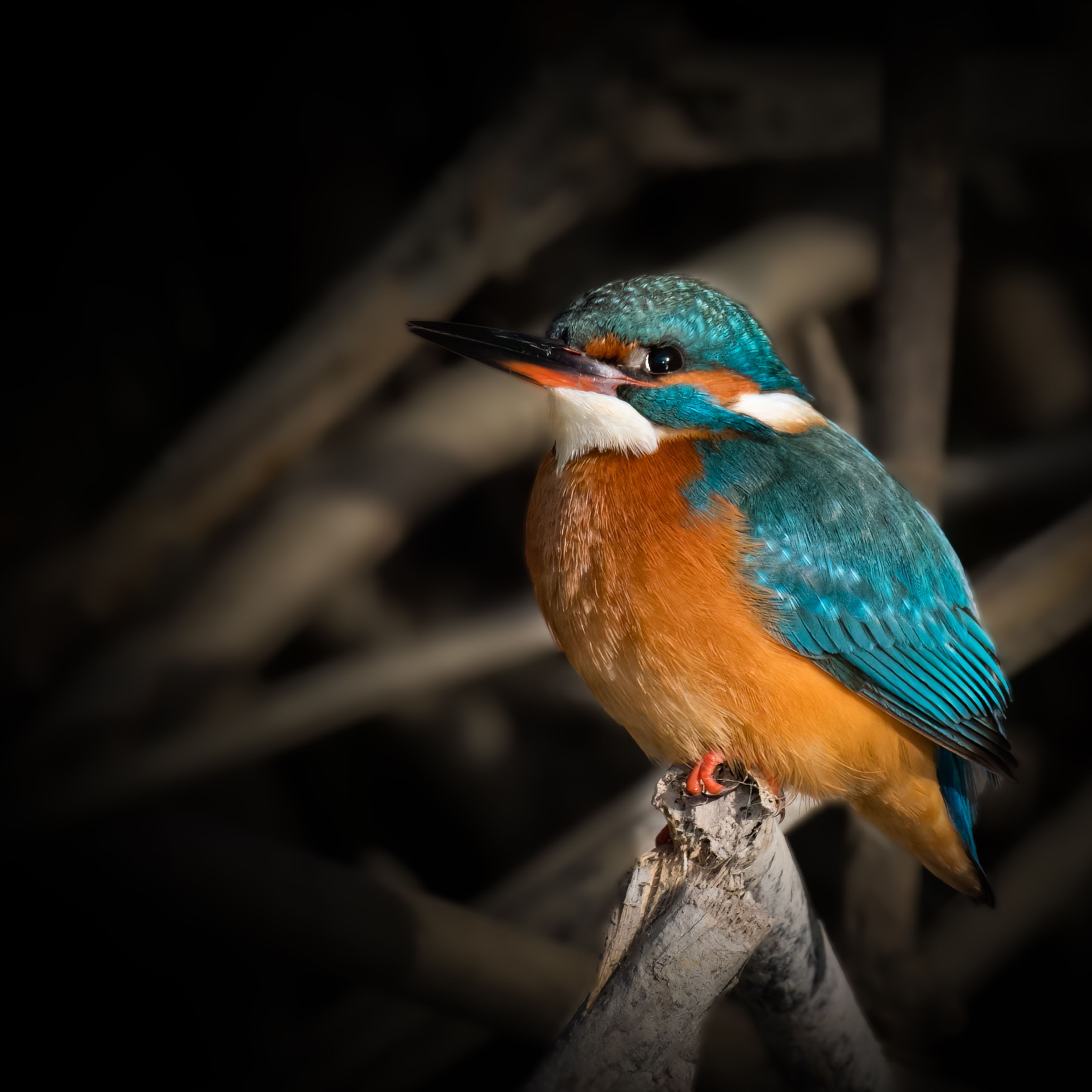 common kingfisher, kingfisher, bird, birds, animal, animals, wing, wings, feather, feathers, day, sun, color, colors, colorful, Ahmed Zaeitar
