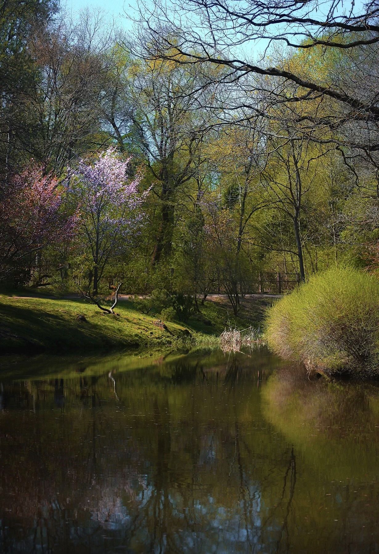весна, spring, природа, nature, landscape, пейзаж, сакура, пруд, Julia Kaissa