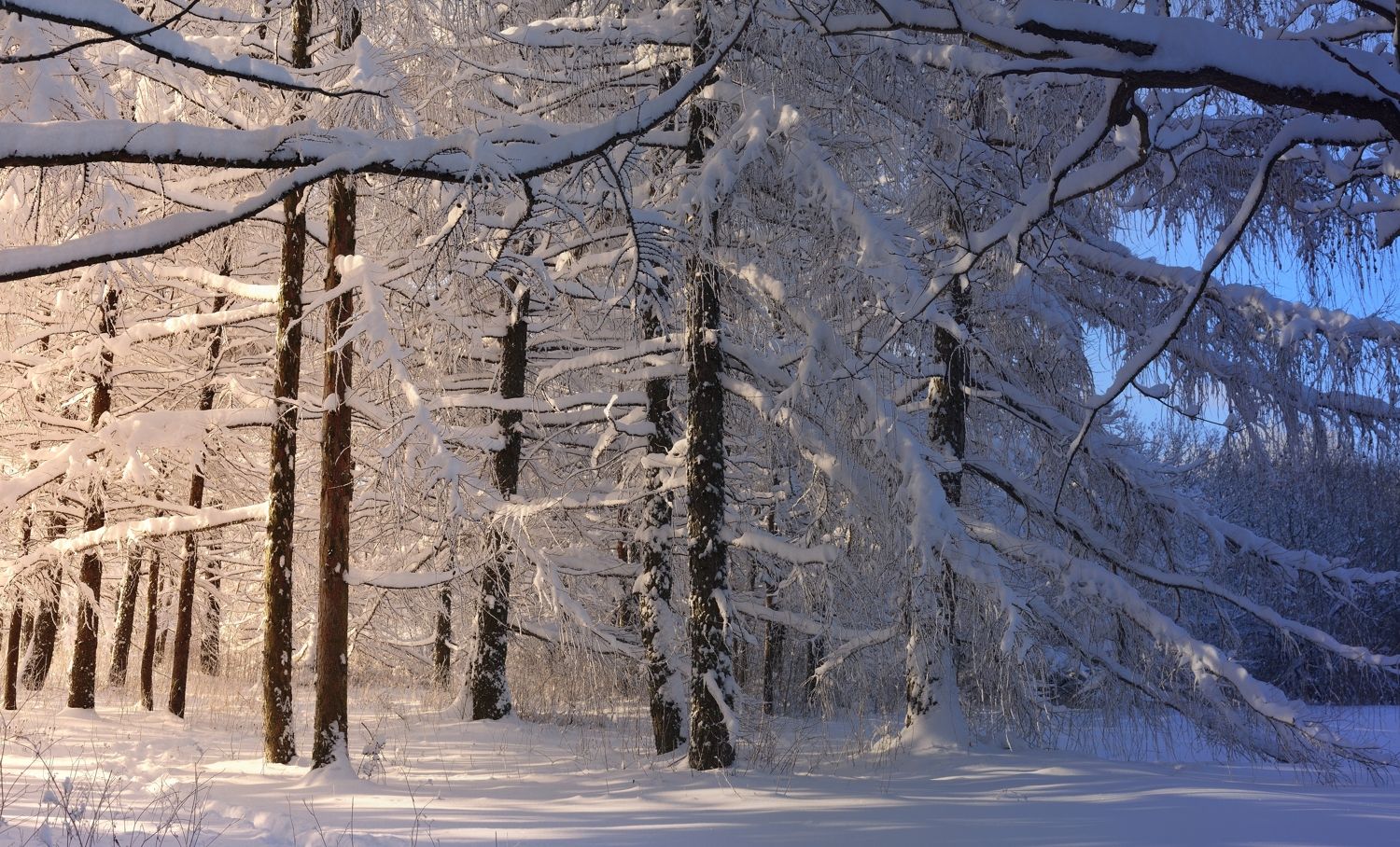 зима  лес утро, Александр Жарников