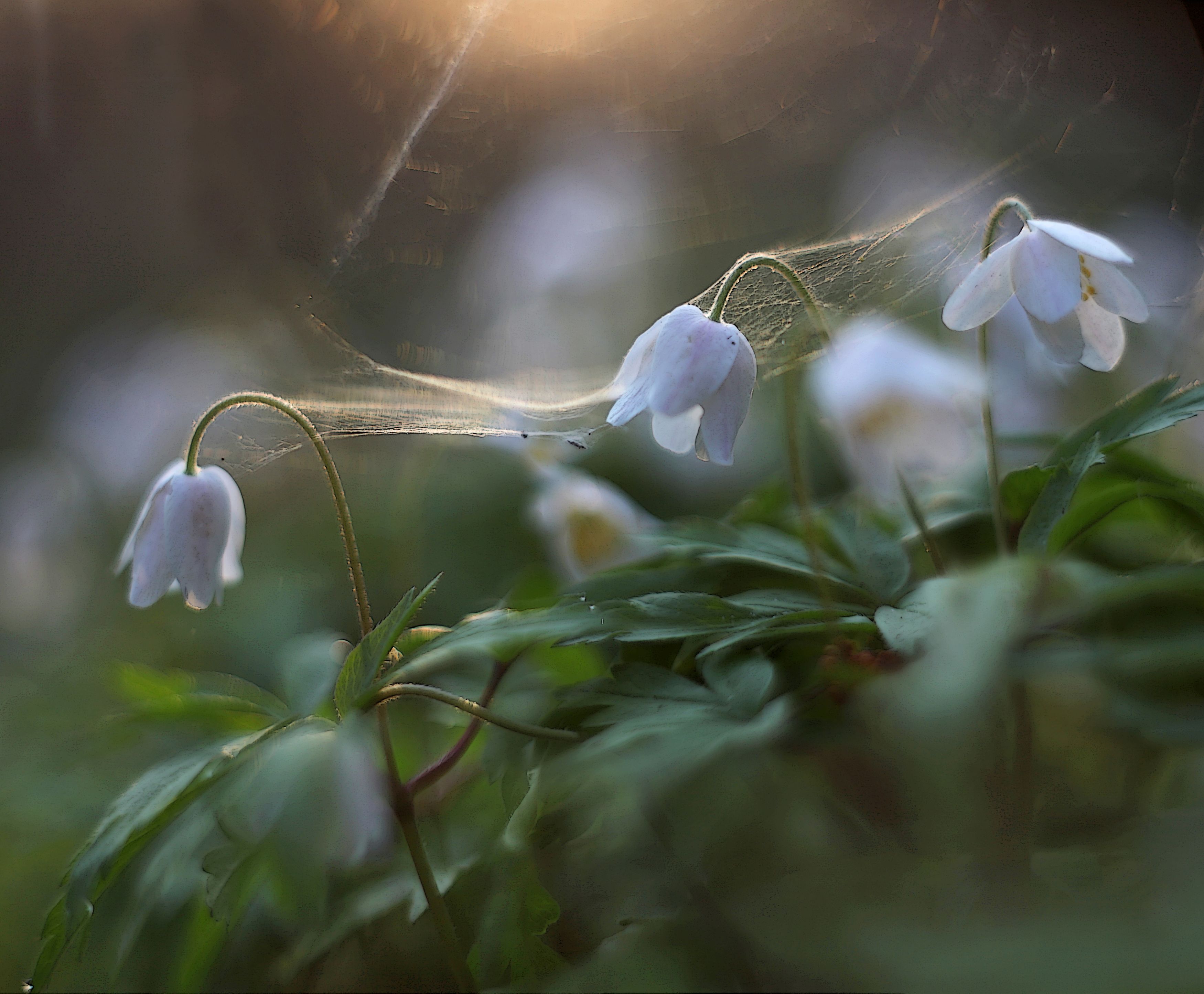 цветы , весна, Александр Свистков
