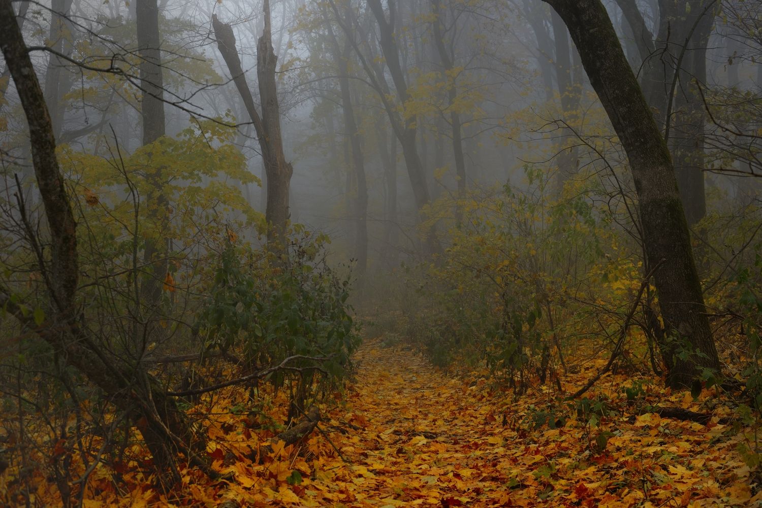 осень листва утро лес туман, Александр Жарников