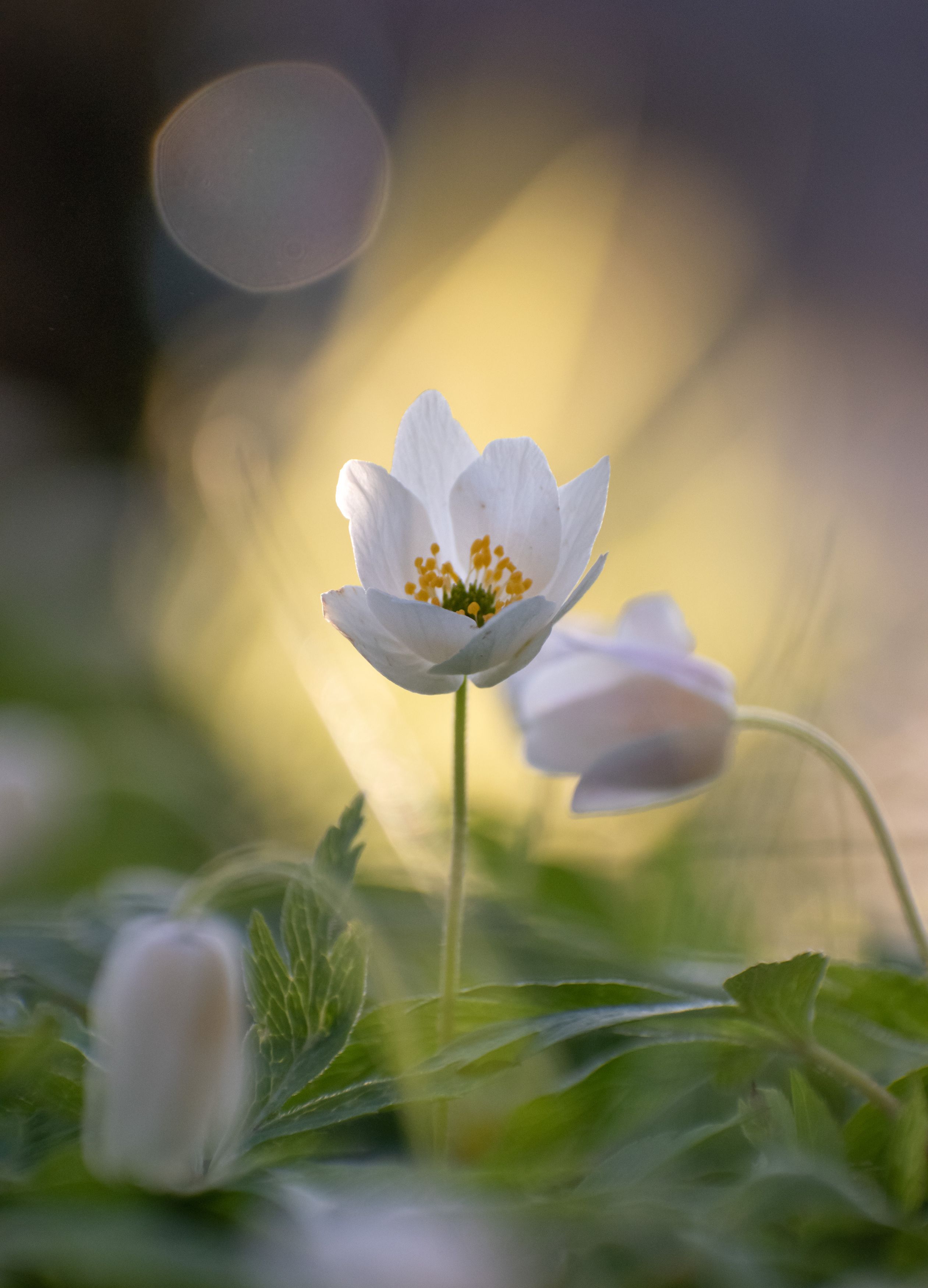 ветреница анемона цветы весна anemone, Рохмистрова Мария