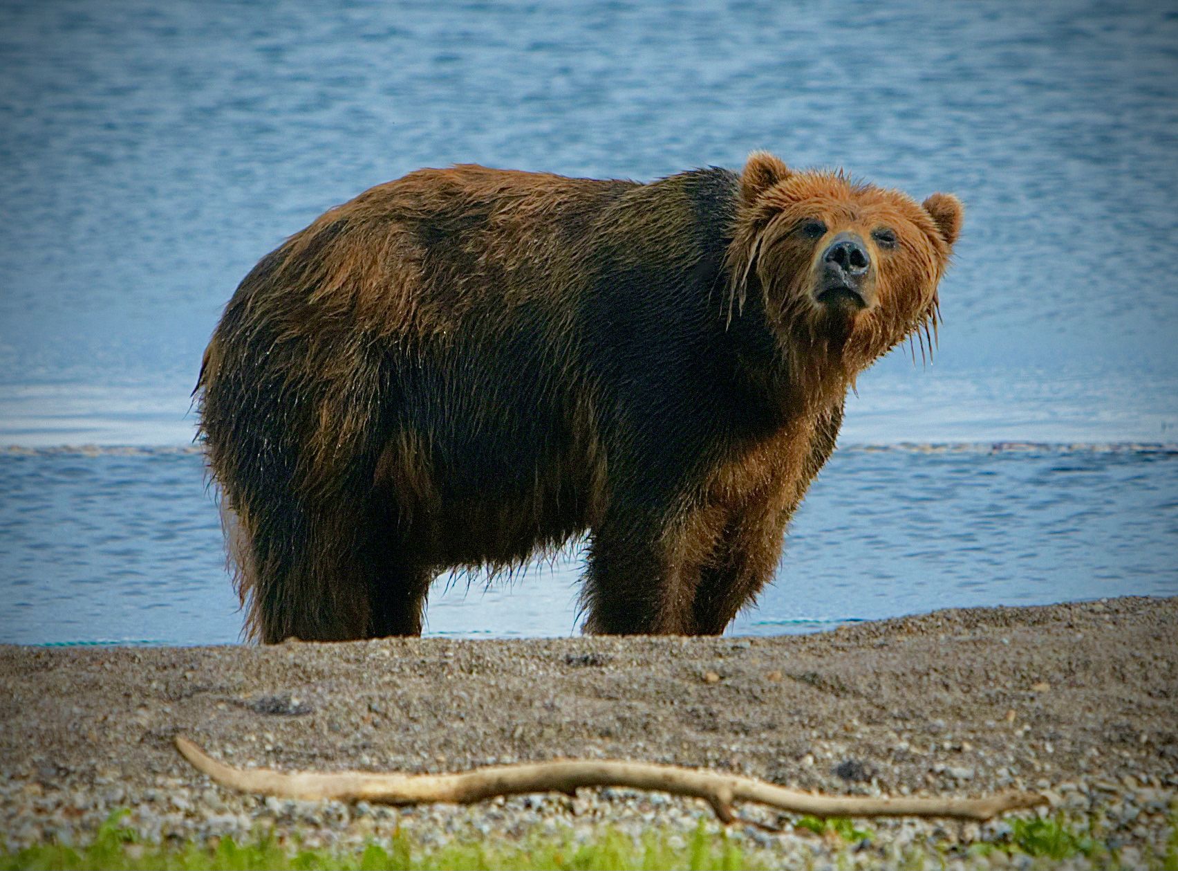 медведь, камчатка, курильское озеро, bear, kamchatka, kurilskoe lake, Алексей Романов