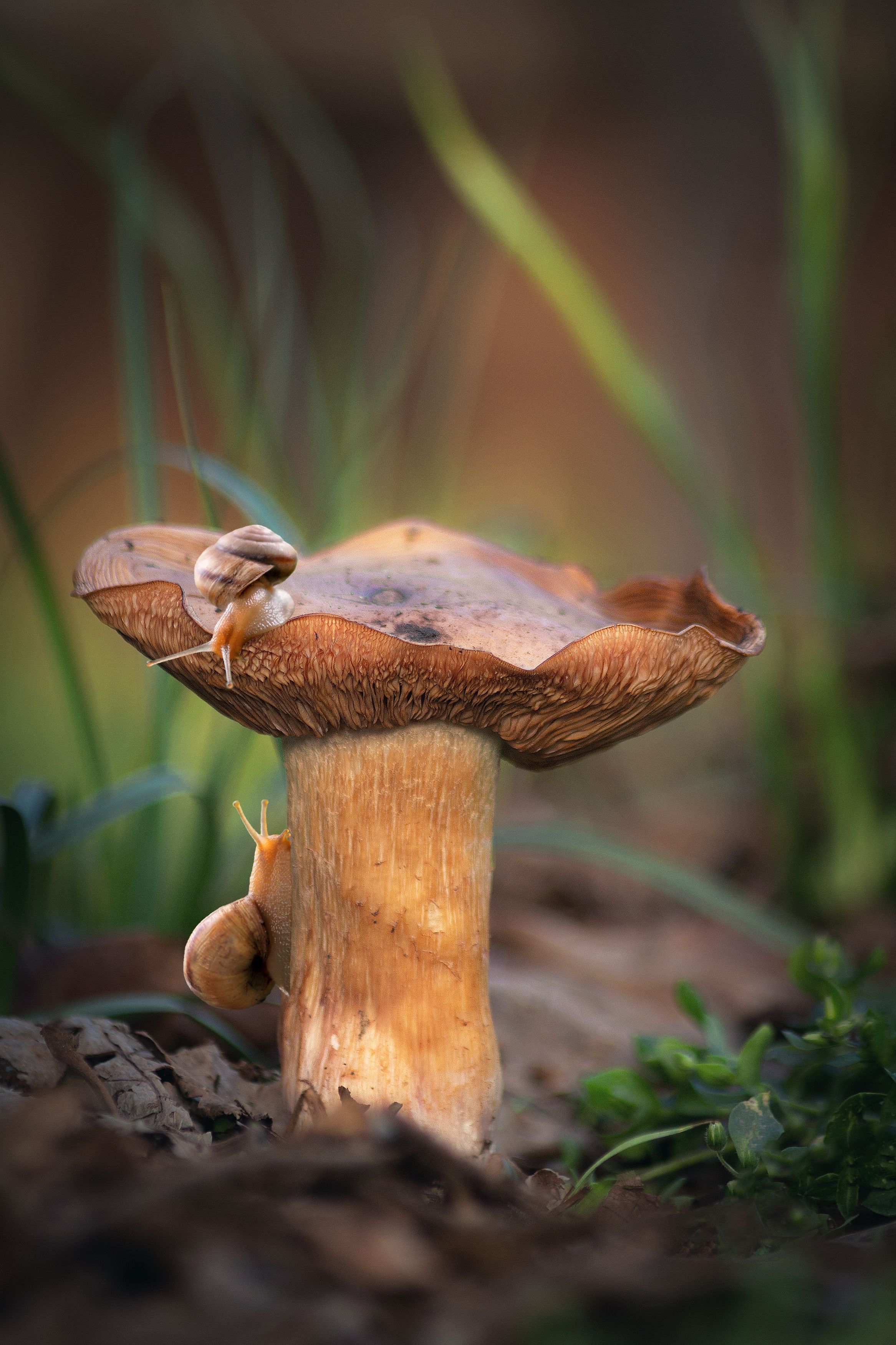 весна апрель гриб улитки природа трава макро фотография, Еремеев Дмитрий
