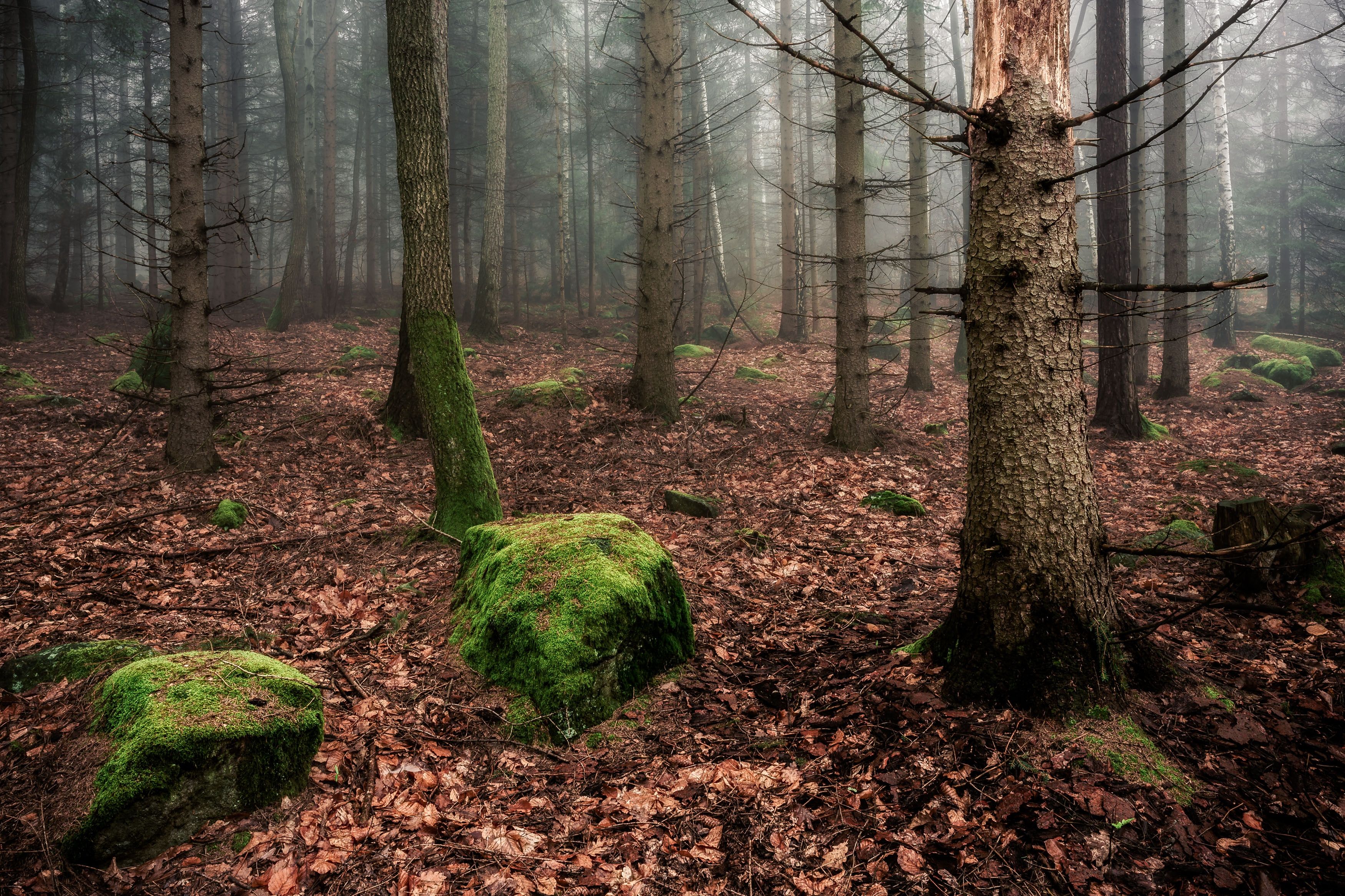 forest, fog, tree, mysterious, spring, light, rain, Tomasz Myśliński