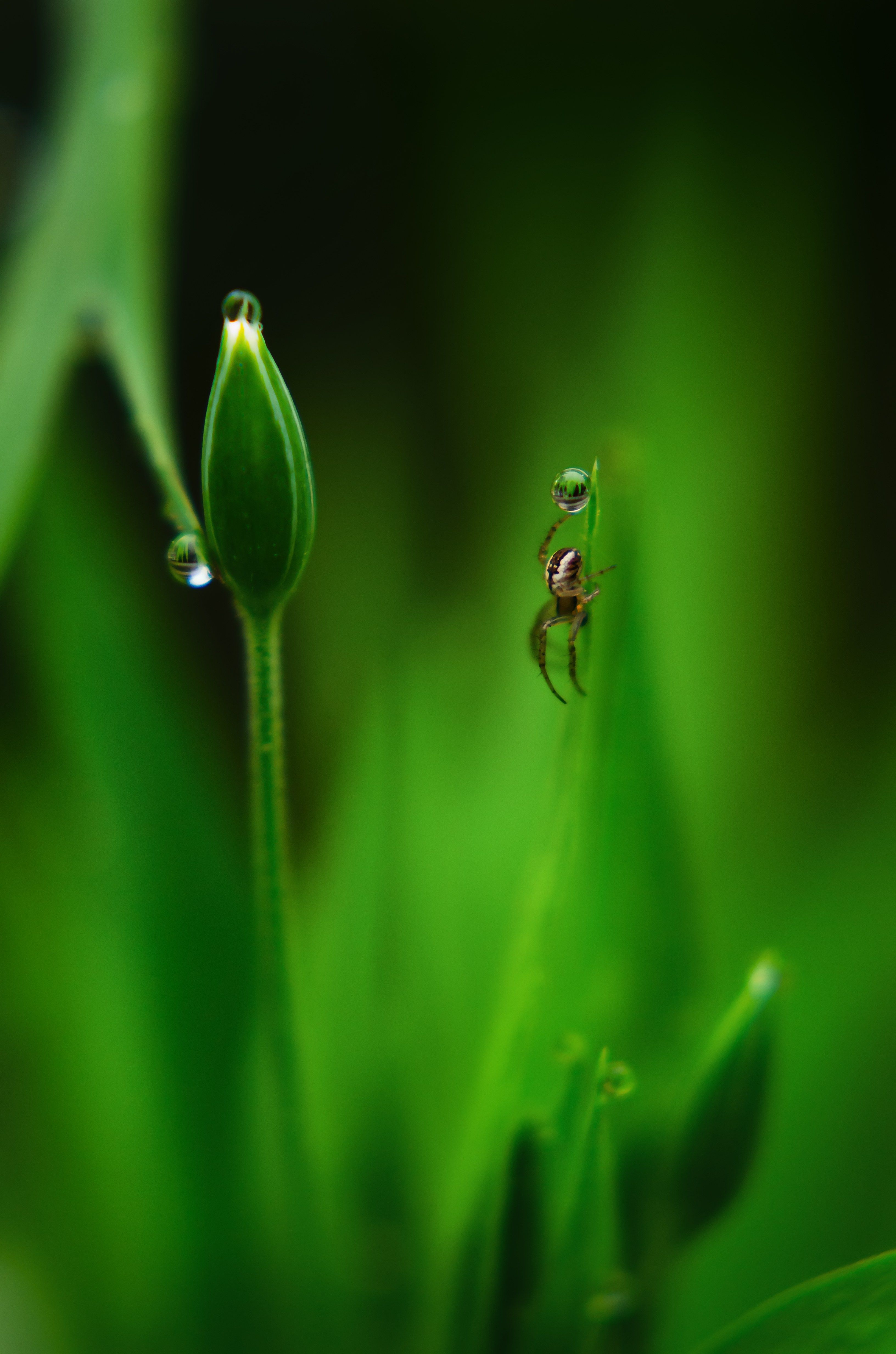 паучок, паук, капли дождя на траве, капли росы, трава,растения, Shadow Anna
