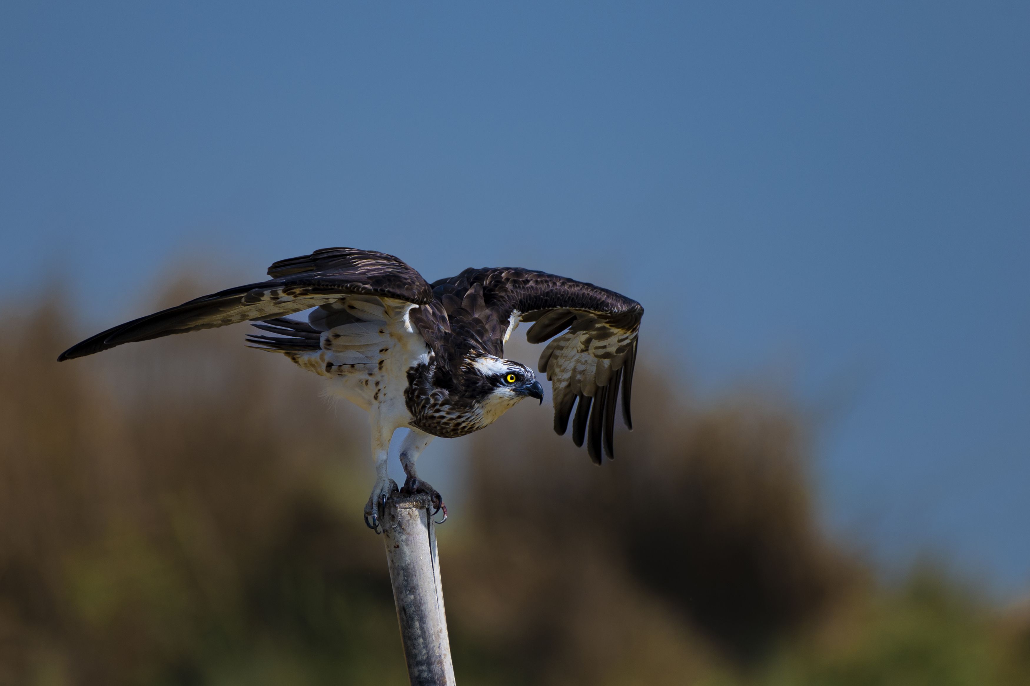 #birdphotography	 #birdsofinstagram	 #wildlifephotography	 #birds	 #naturephotography	 #bird	 #nature	 #wildlife	 #photography	 #birdwatching	 #natgeo	 #photooftheday	 #nikon	 #birding	 #naturelovers	 #canon	 #animals	 #birdlovers	 #travel	 #love	 #bestbi, Diganta Roy