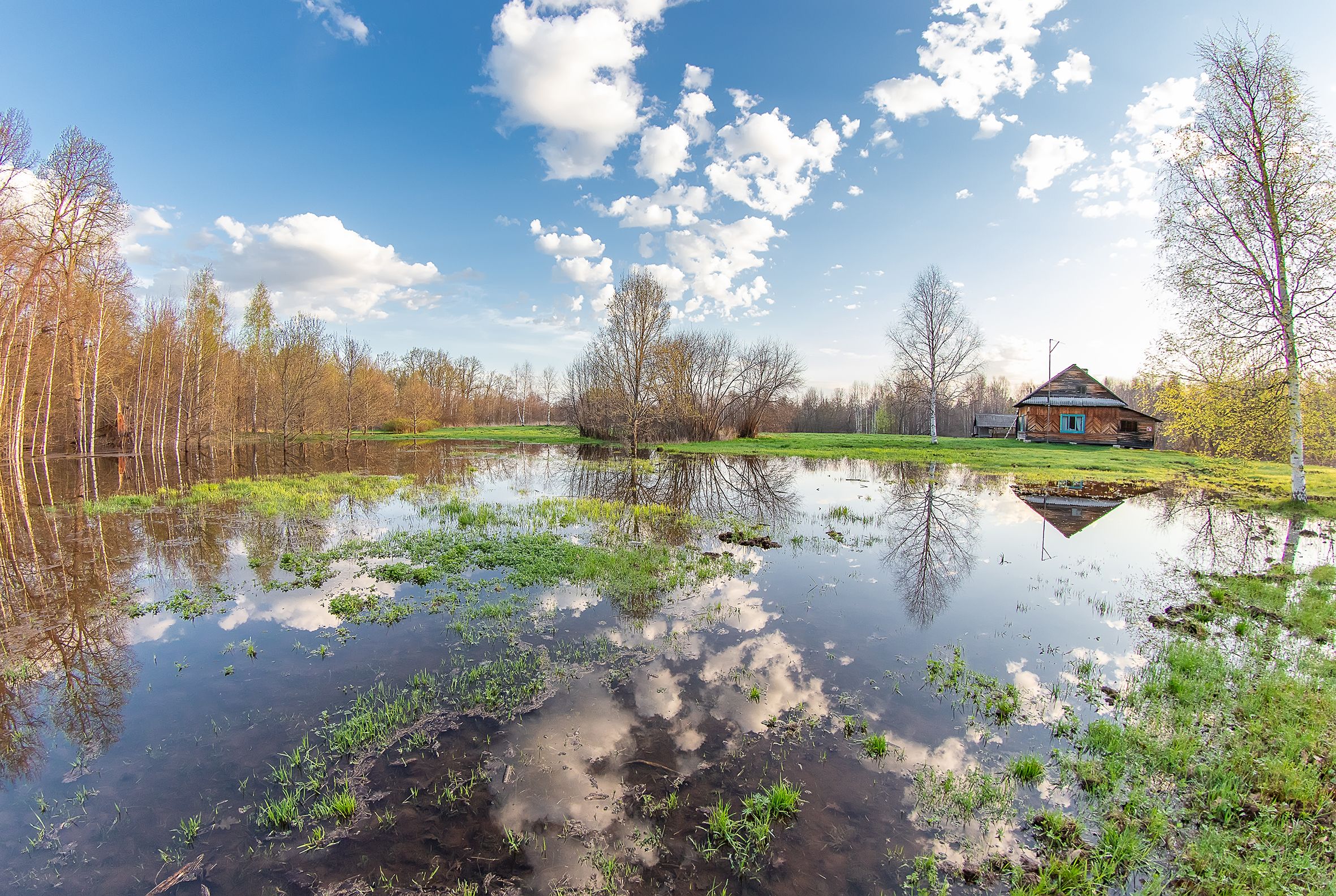 весна, река, половодье, деревья, Широких Александр