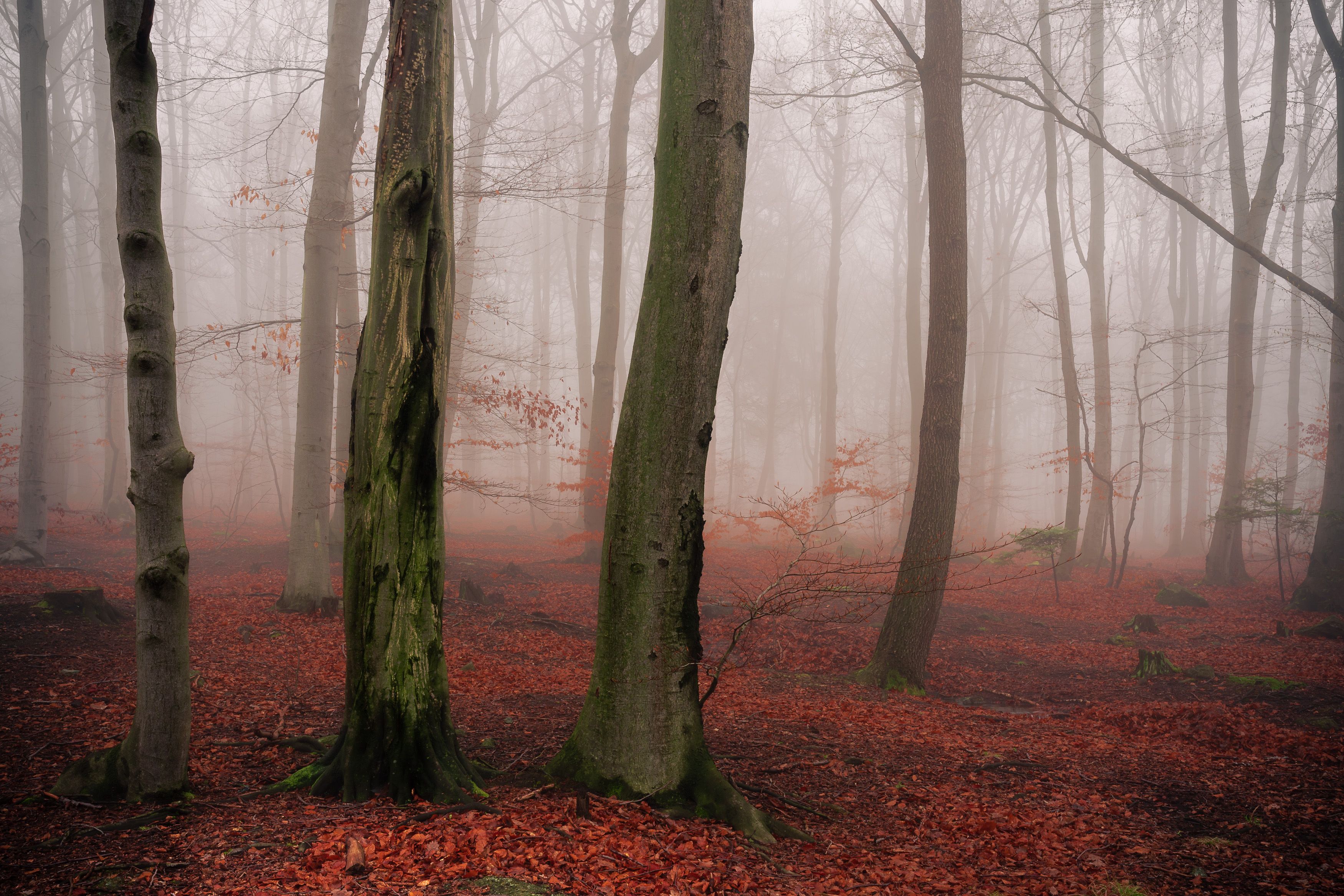 forest, fog, tree, mysterious, spring, light, rain, autumn, colorful, Tomasz Myśliński