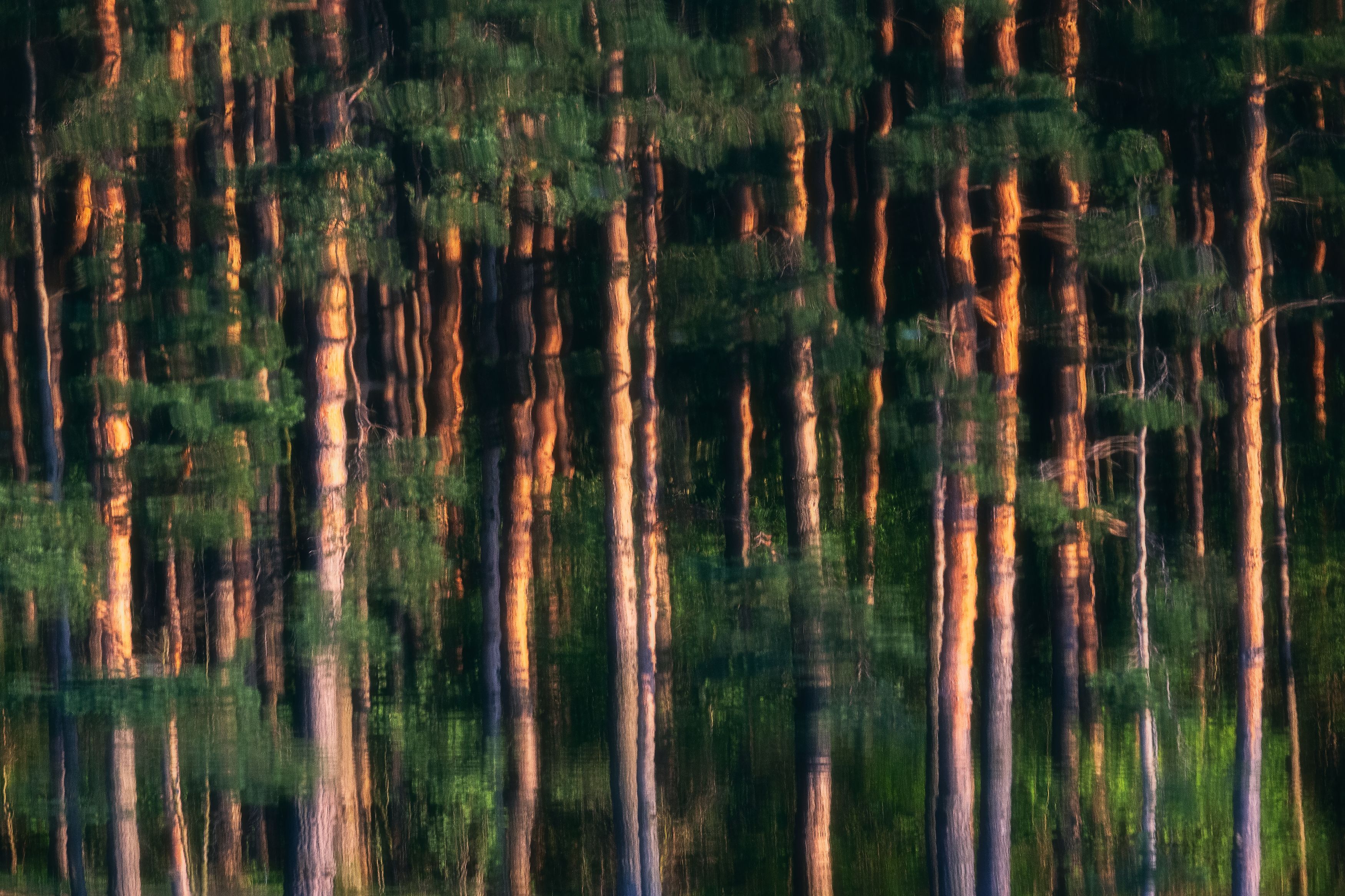 природа:отражение, пейзаж, сосновый лес: весна, Мартыненко Дмитрий