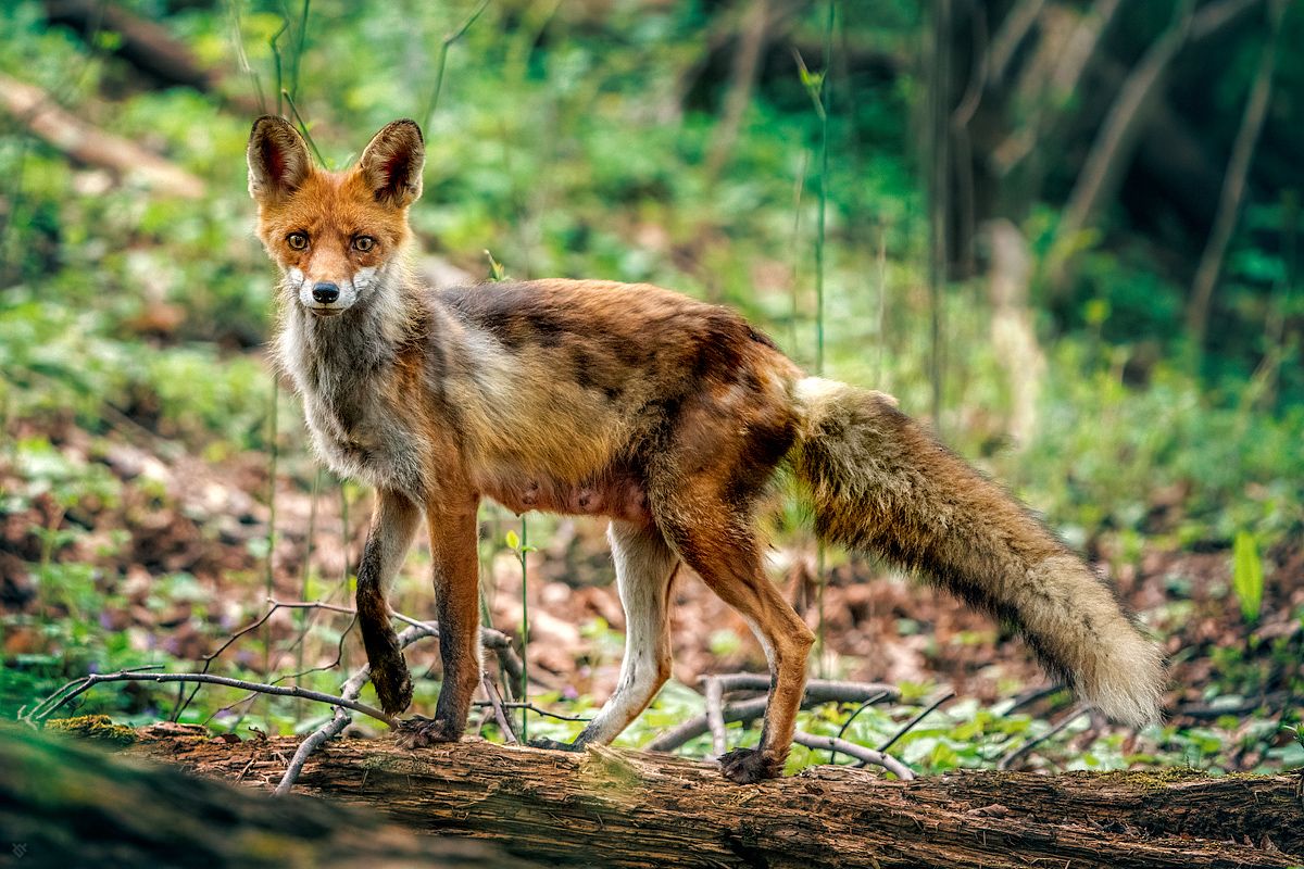redfox, fox, vulpes, animal, wildlife, wild, forest,, Wojciech Grzanka