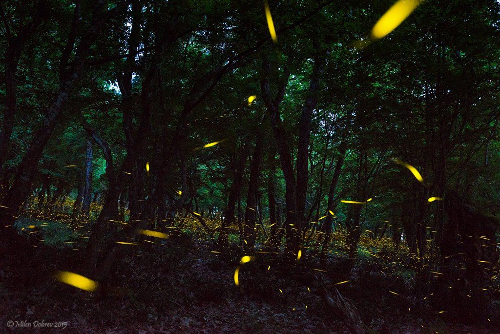 Firefly, forest, night, light, dark, insects,, Милен Добрев