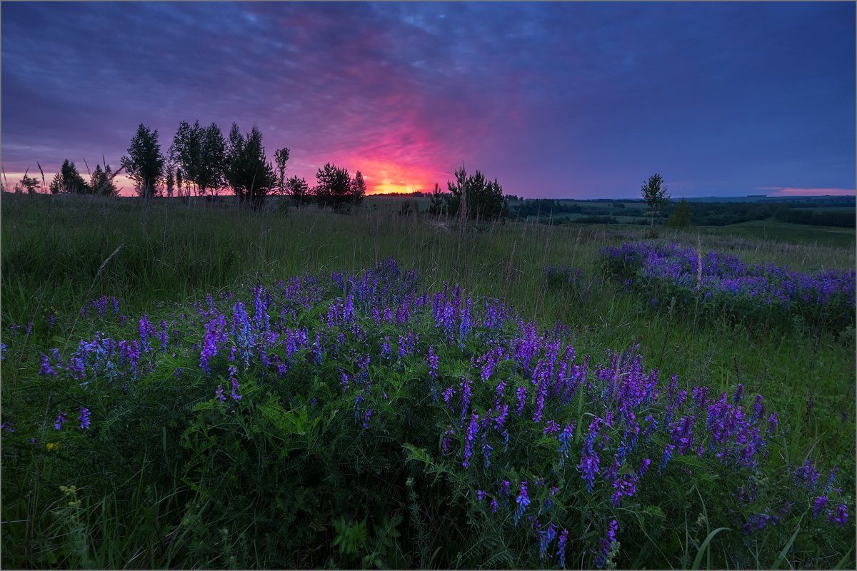 sunrise, morning, landscape, nature, russia, flowers, Elena Petrova