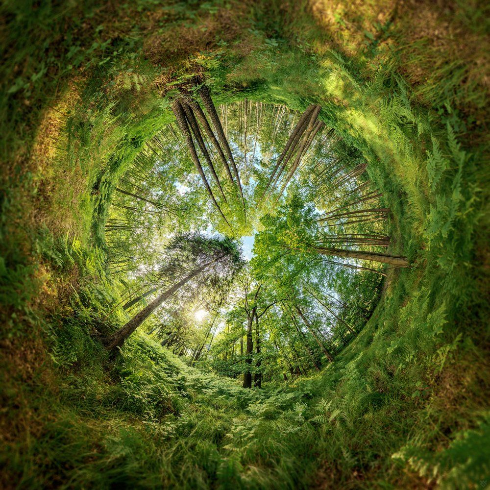 forest, magic, green, 360x180, Wojciech Grzanka
