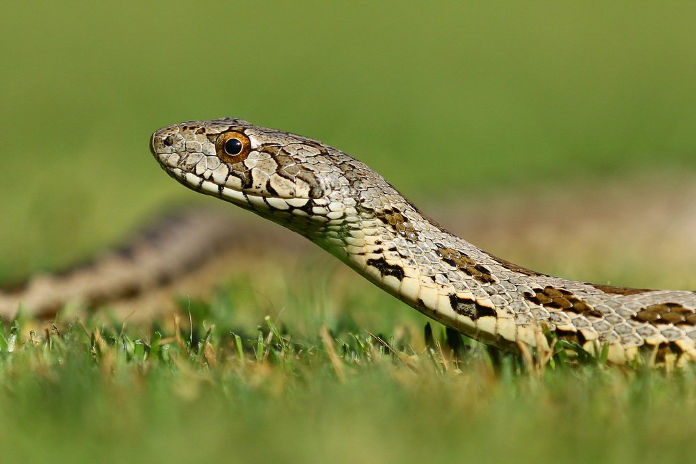 snake,, Hasan Baglar