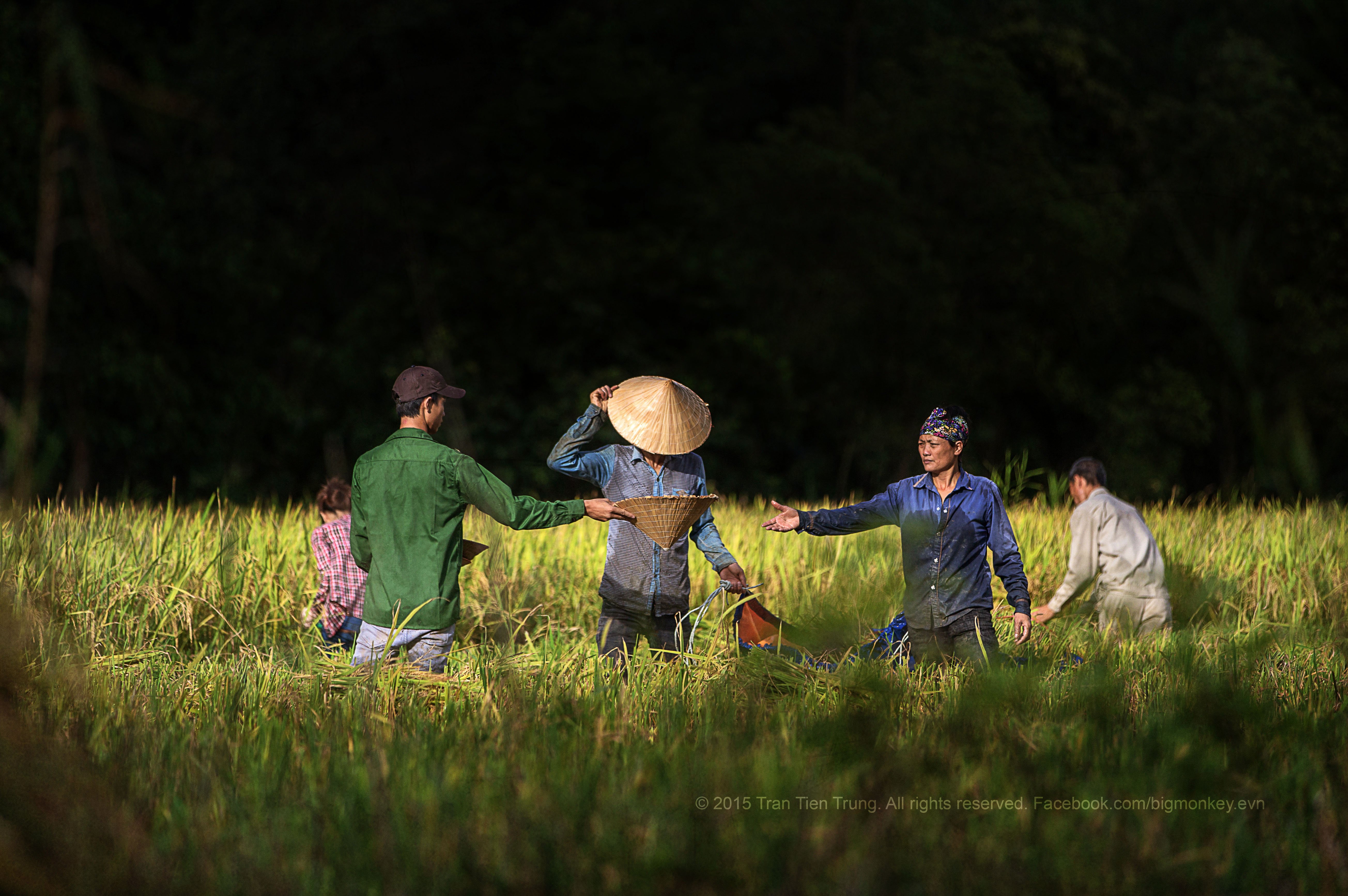 landscapes, Trần Tiến Trung