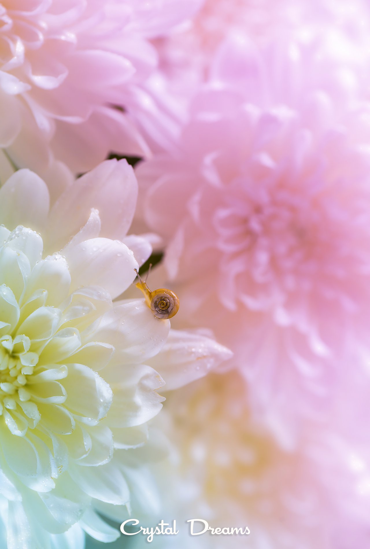 Color, Flower, Macro, Nature, Snail, Татьяна Крылова