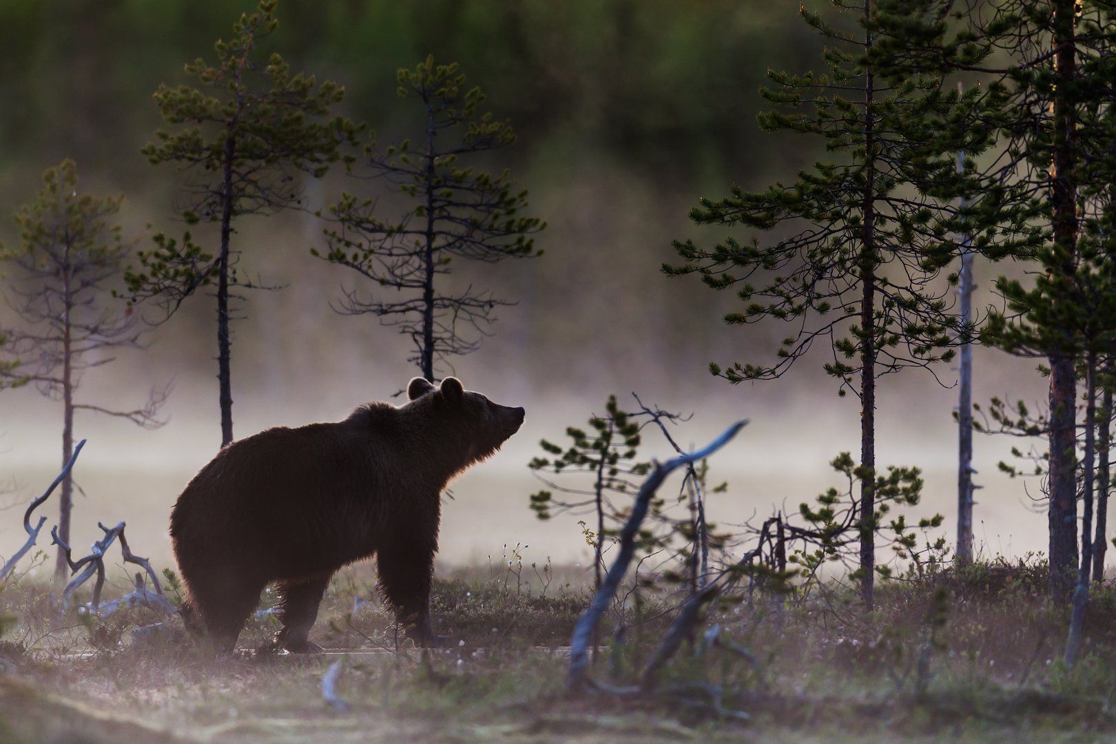 белые ночи, болото, бурый медведь, карелия, лес, туман, фотоохота, Роман Мурушкин