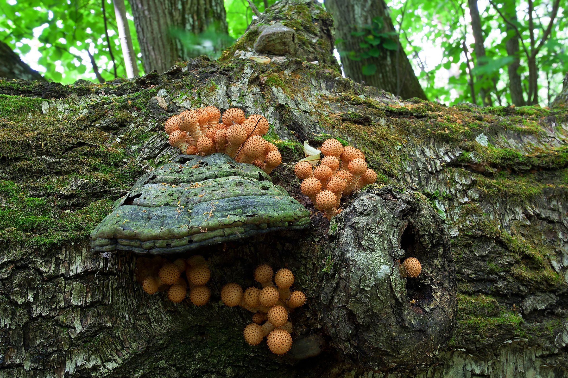 грибы, чешуйчатка золотистая, лес, трутовик настоящий, Широких Александр