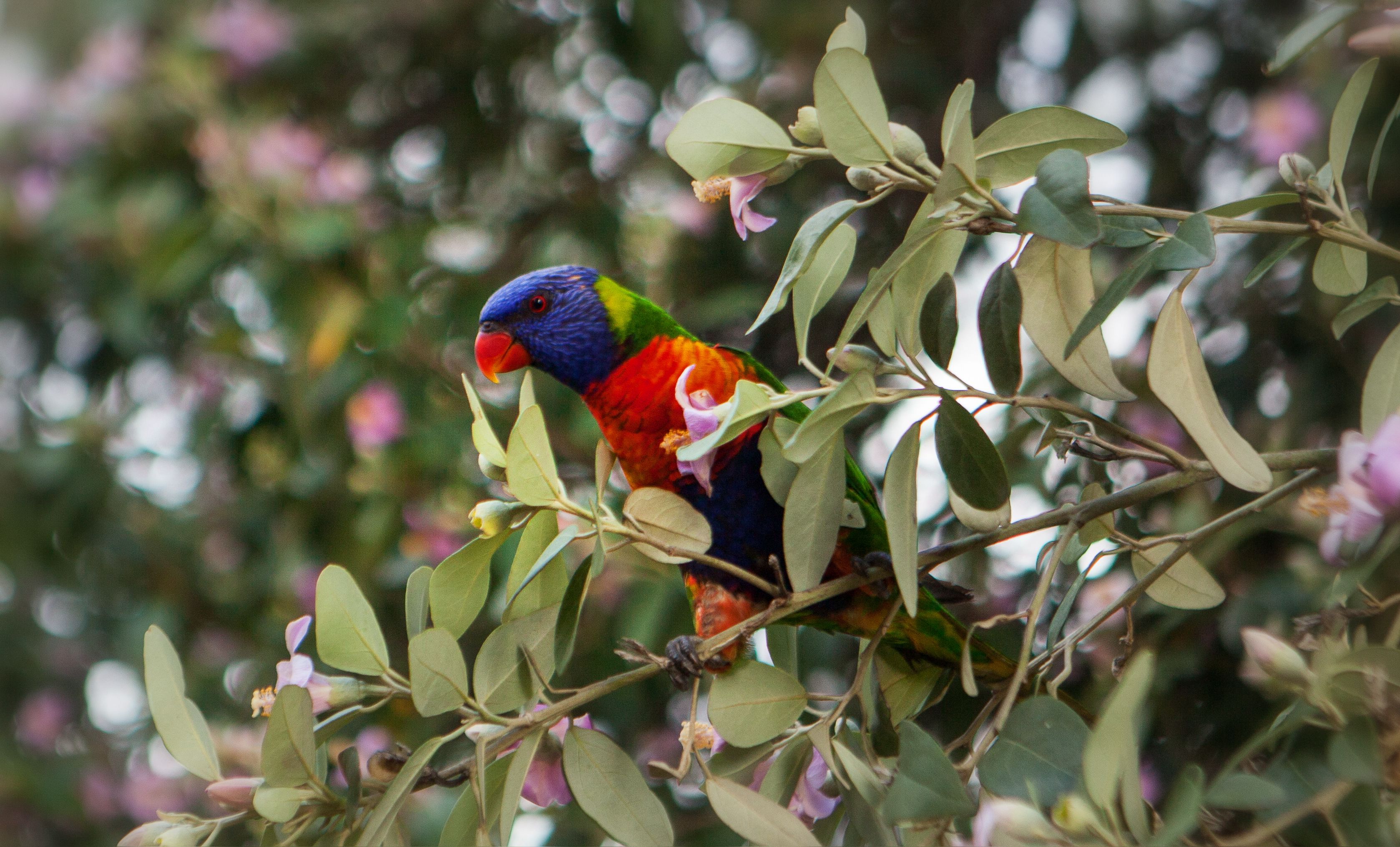 Sydney bird Australia perrot, Lilia Tkachenko