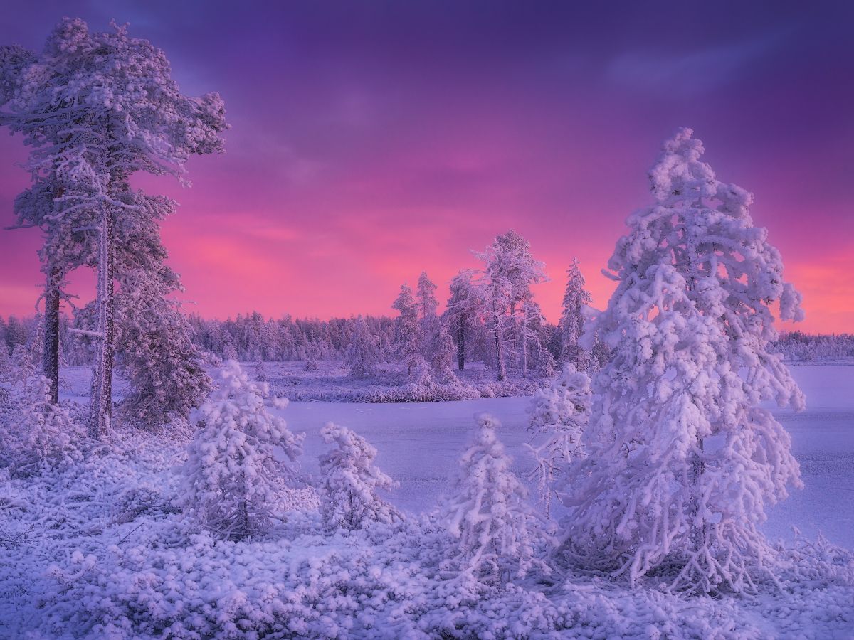 снег, зима, болото, Dmitry Medyancev