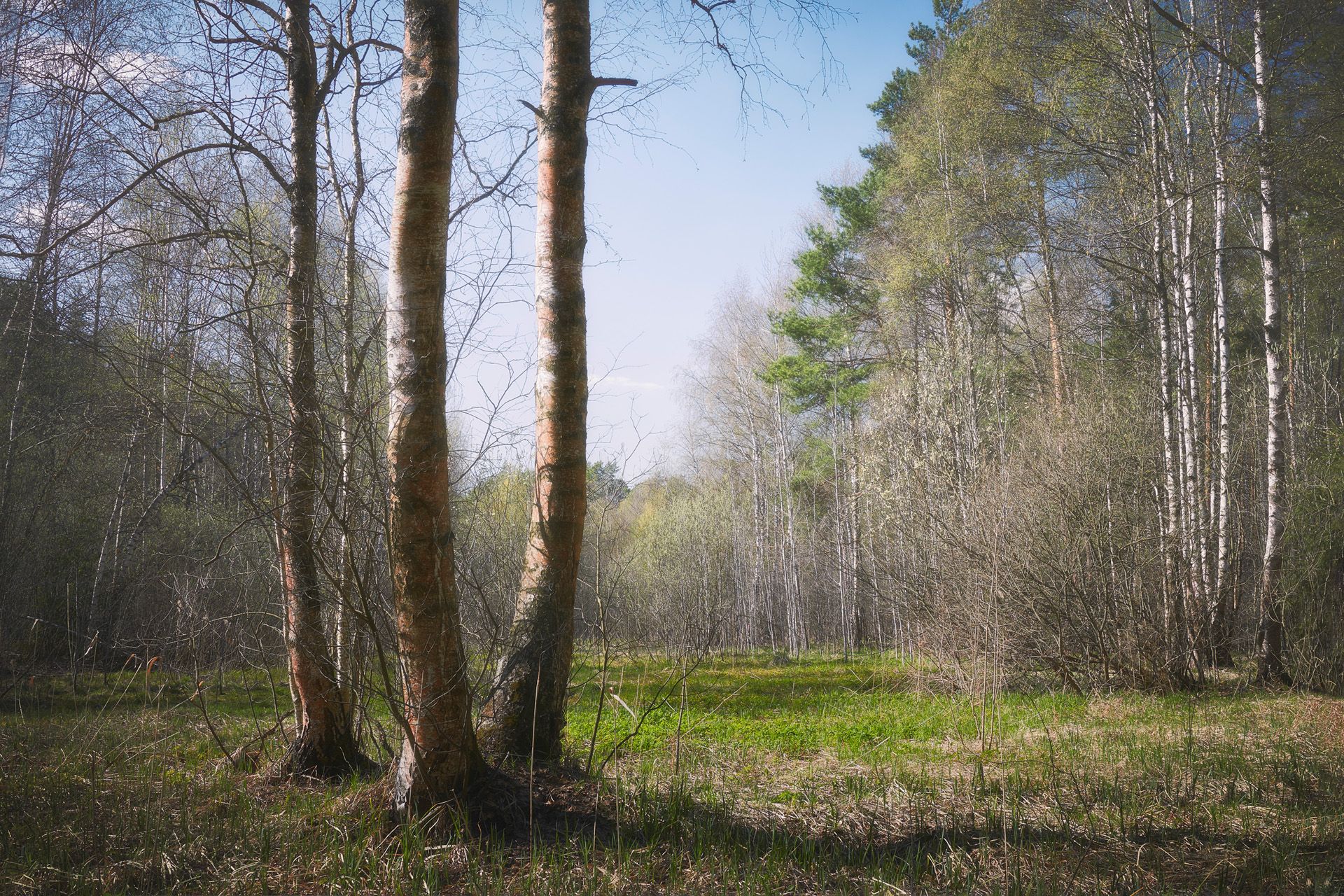 лес, весна, деревья, пейзаж, Валерий Вождаев