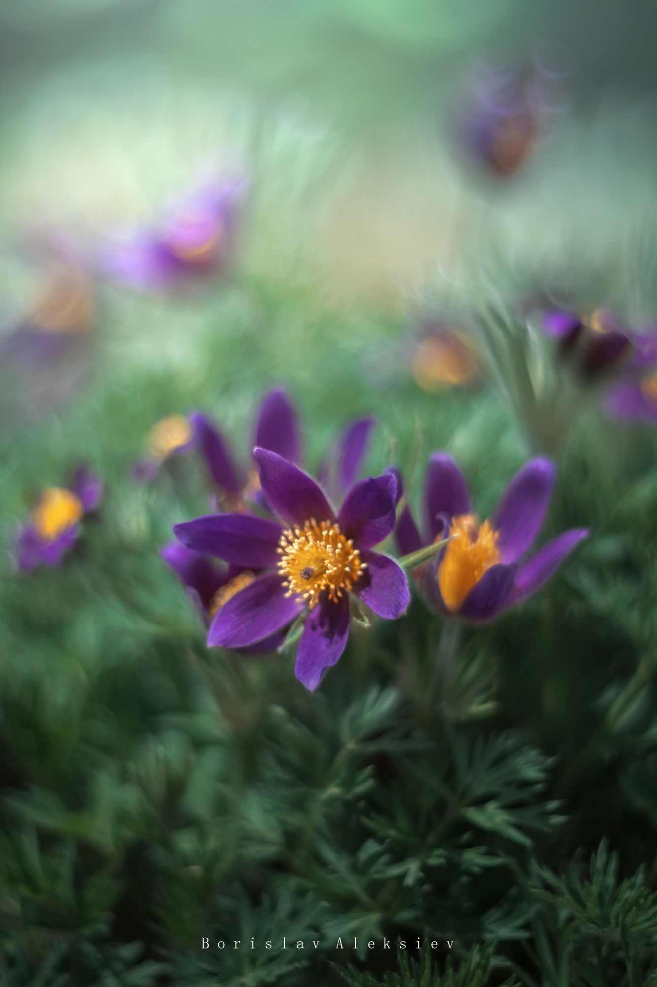 green,plant,exterior,light,dark,bokeh,purple,flowers,, Борислав Алексиев