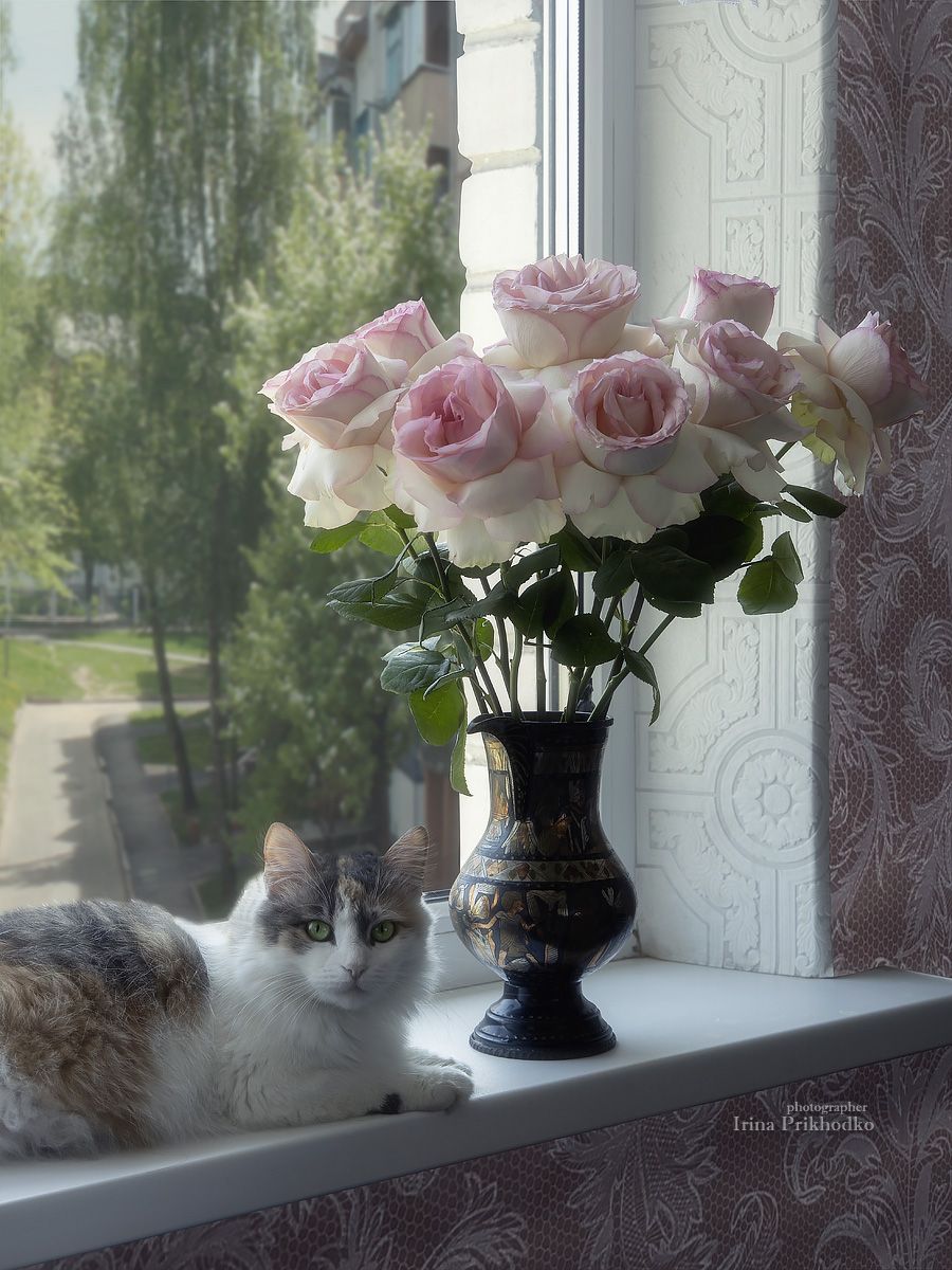 натюрморт, цветы, окно, кошка, розы, букет, Приходько Ирина