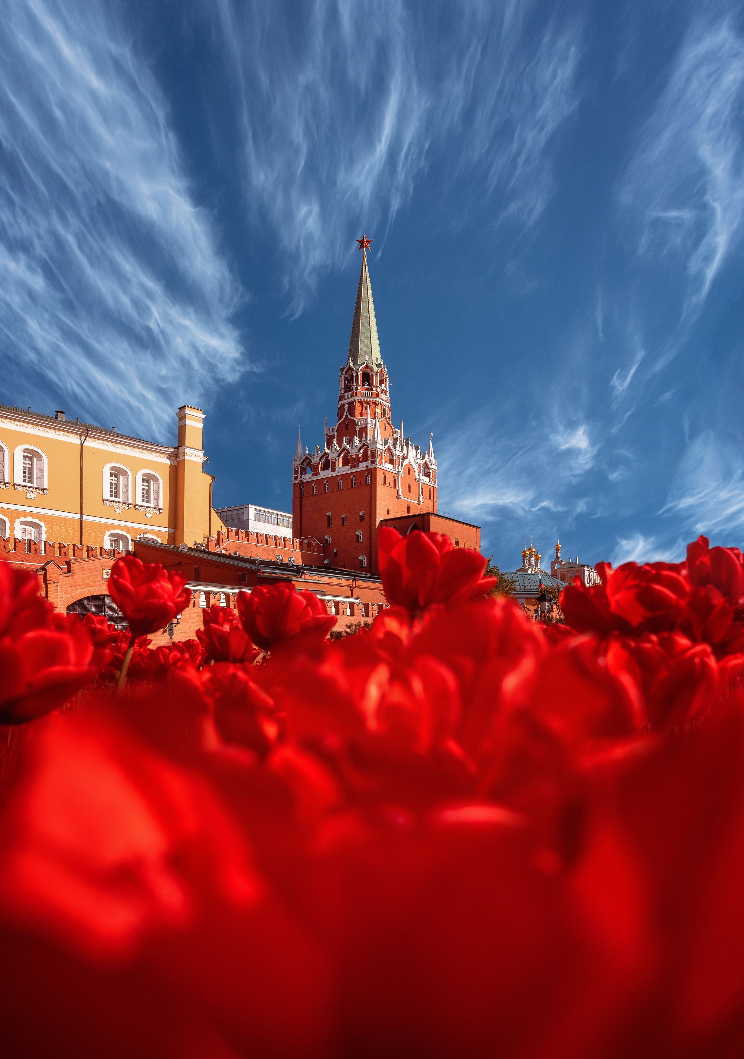 кремль, москва, тюльпаны, весна, сад, александровский сад, moscow, kremlin, Мазурева Анастасия