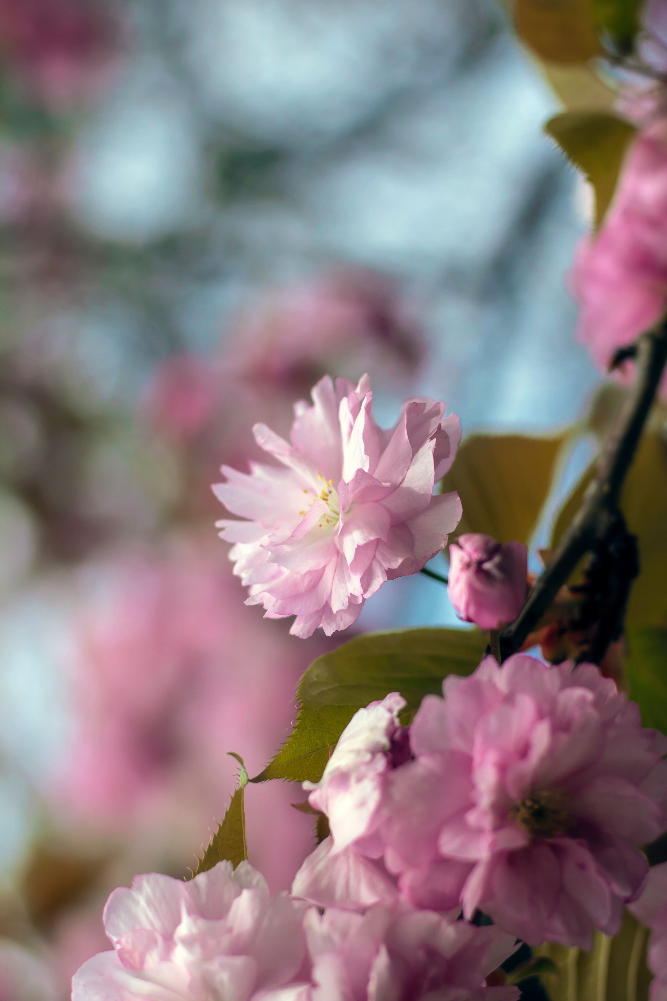 макро, весна, цветы, сакура, macro, blossom, cherry blossom, Мария Обидина