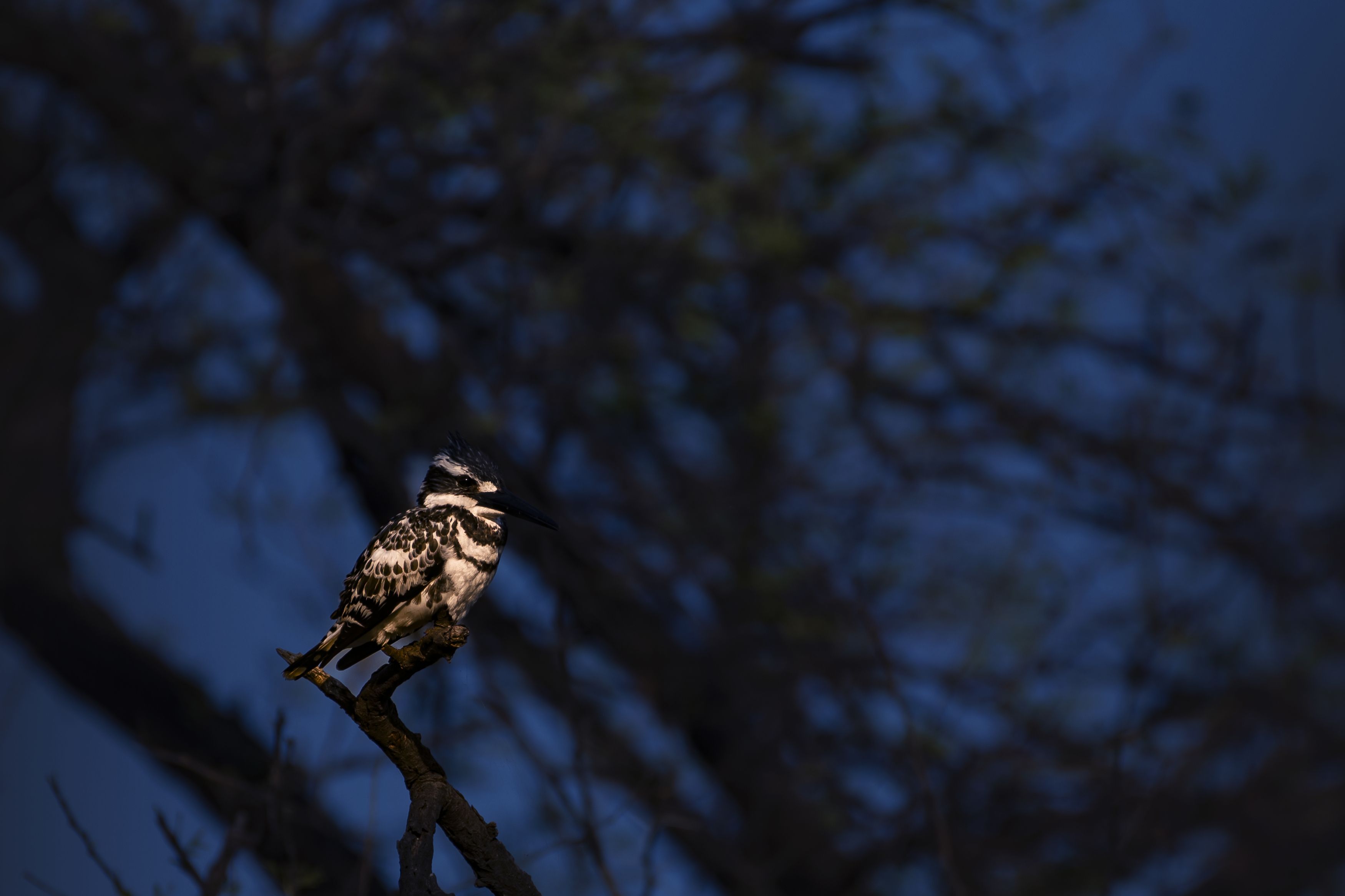 #birdphotography	 #birdsofinstagram	 #wildlifephotography	 #birds	 #naturephotography	 #bird	 #nature	 #wildlife	 #photography	 #birdwatching	 #natgeo	 #photooftheday	 #nikon	 #birding	 #naturelovers	 #canon	 #animals	 #birdlovers	 #travel	 #love	 #bestbi, Diganta Roy