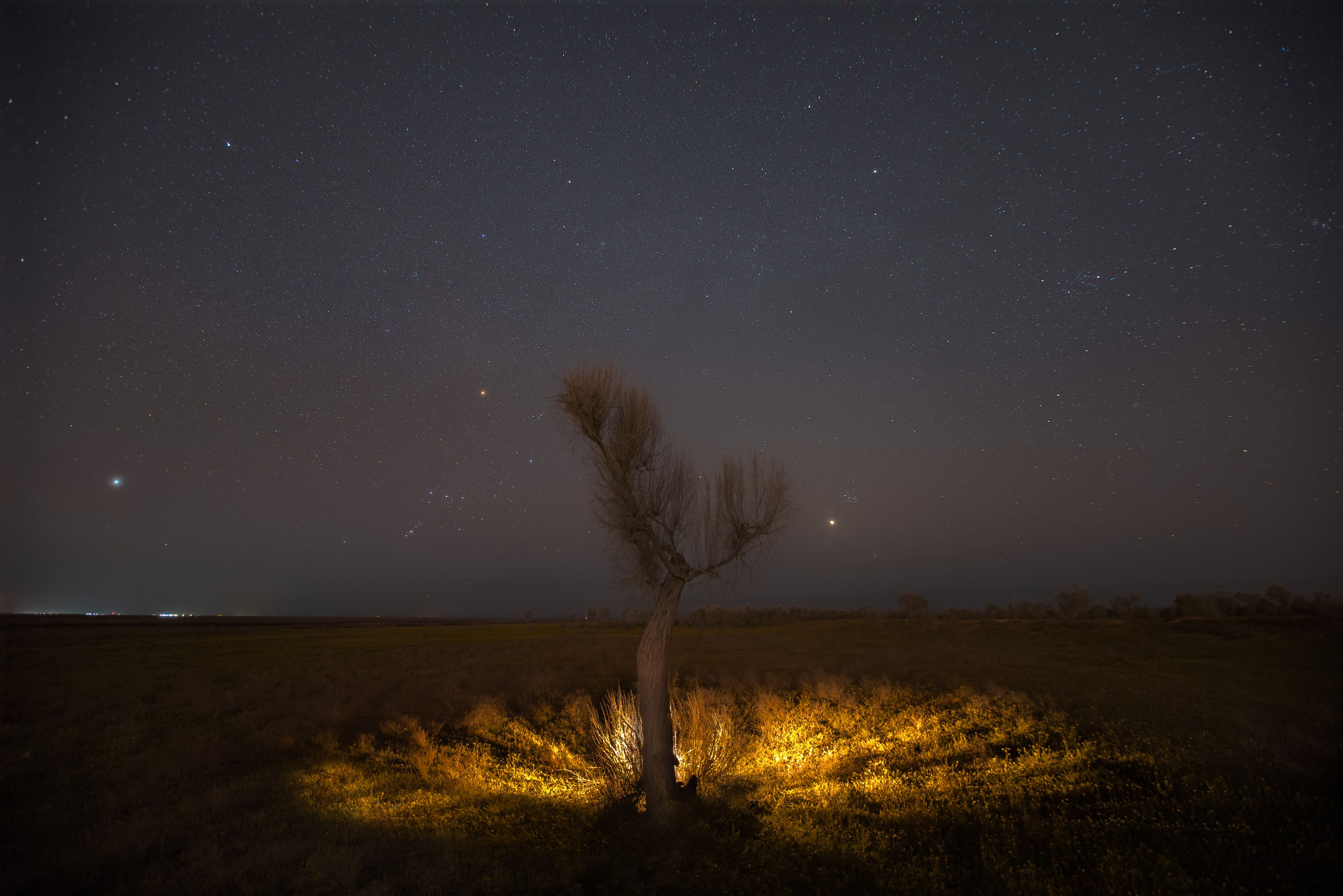 ночь, ночной пейзаж, деревья, степи, астрахань, звезды, астрофотография, Vladislav