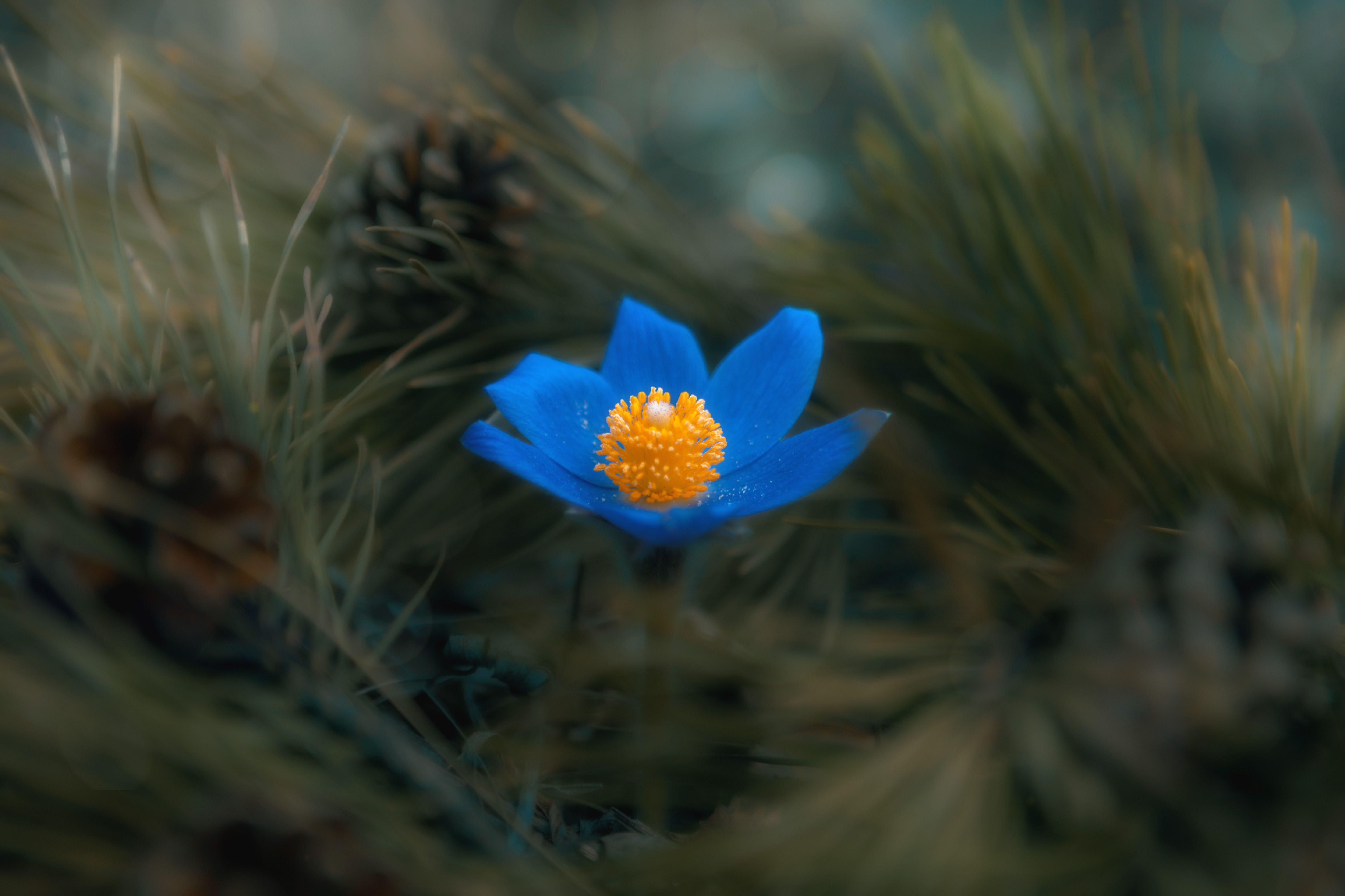 природа, цветы, сон, трава, Viktor Kholudeyev
