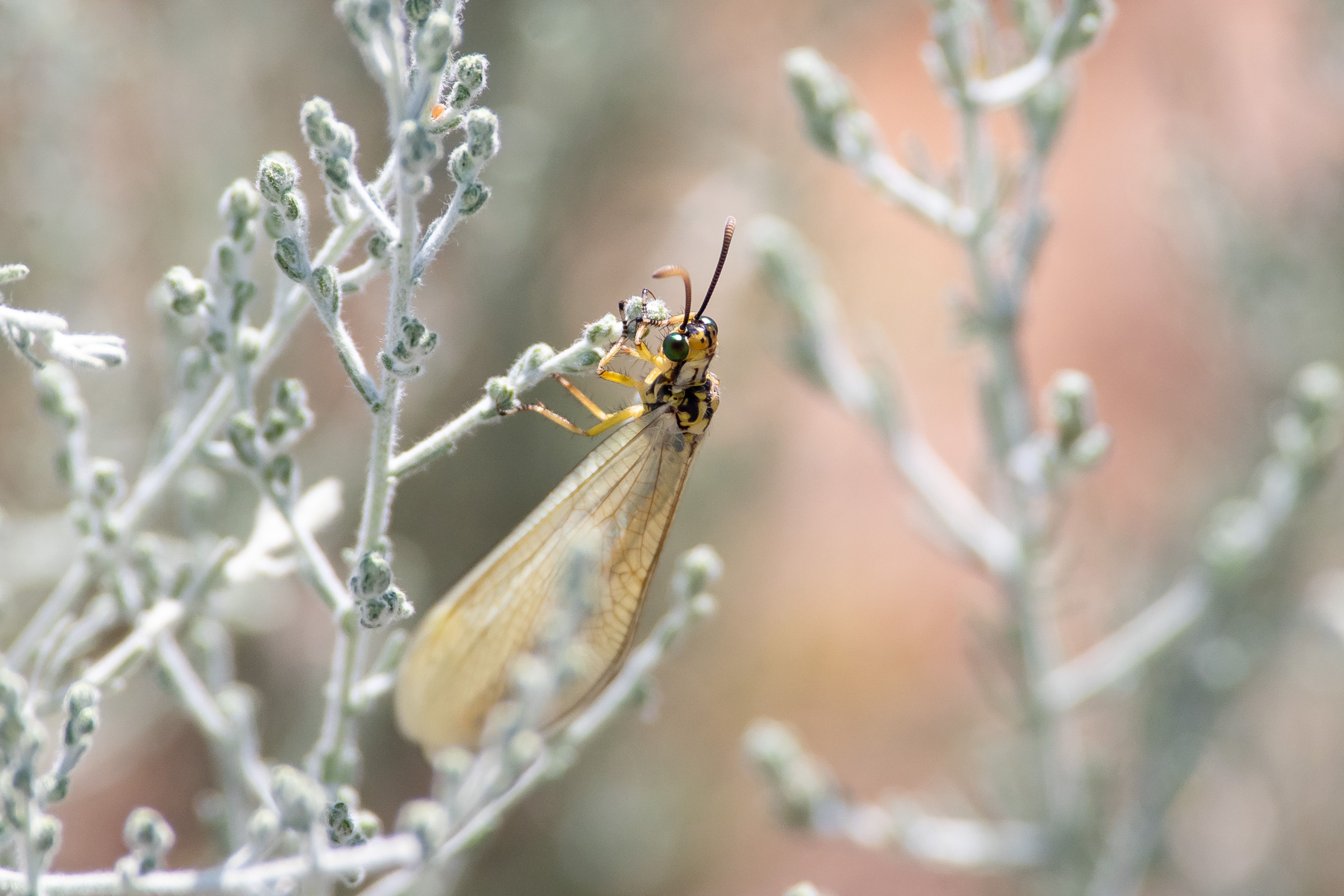 Antlion, Myrmeleontidae, volgograd, russia, wildlife, macro, macro photo, macro photography, , Сторчилов Павел