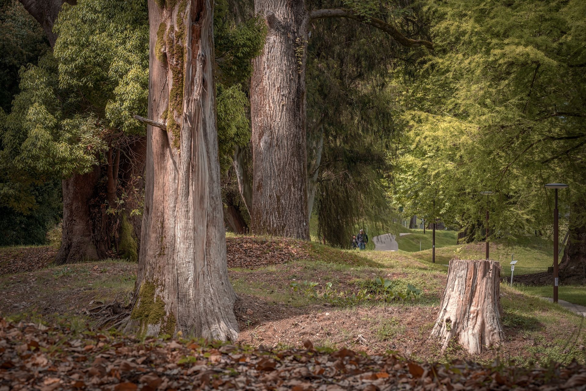 trees, shekvetili, park, alley, green, giants, landscape, scenery, travel, outdoors, georgia, guria, sakartvelo, chizh, Чиж Андрей