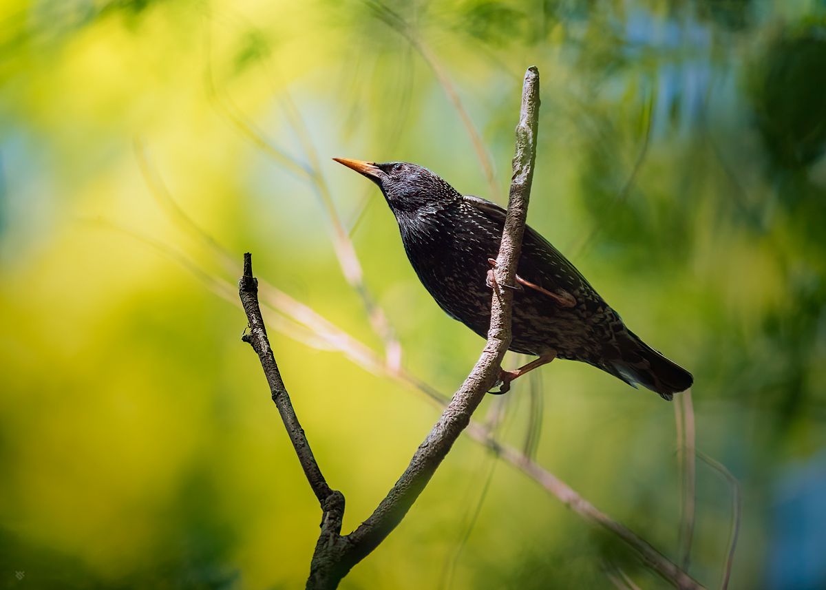 wildlife, bird, animal, nature, Wojciech Grzanka