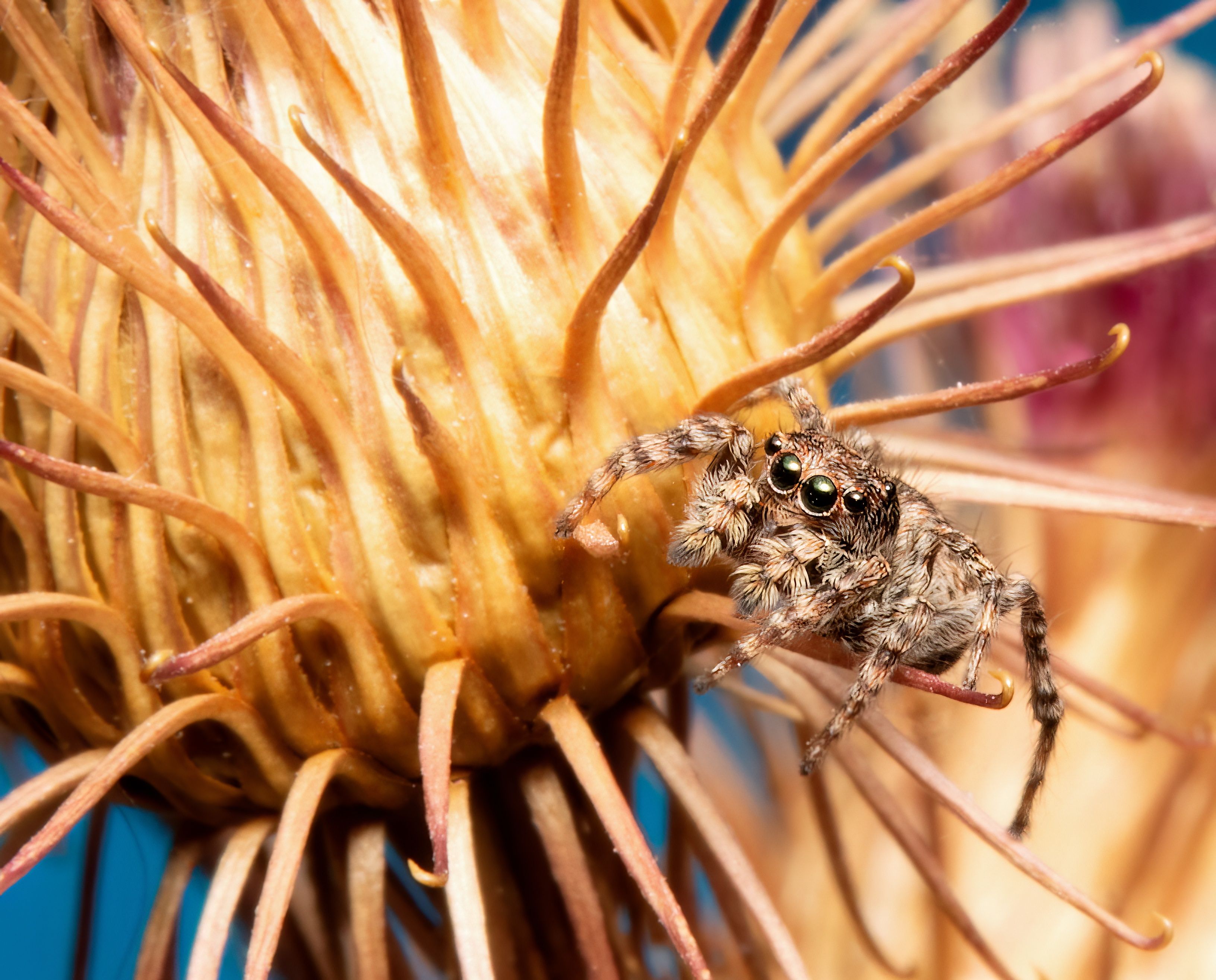 arachnid, spider, jumpingspider, macro, macrophoto, nature, spider_lovers, Stephane