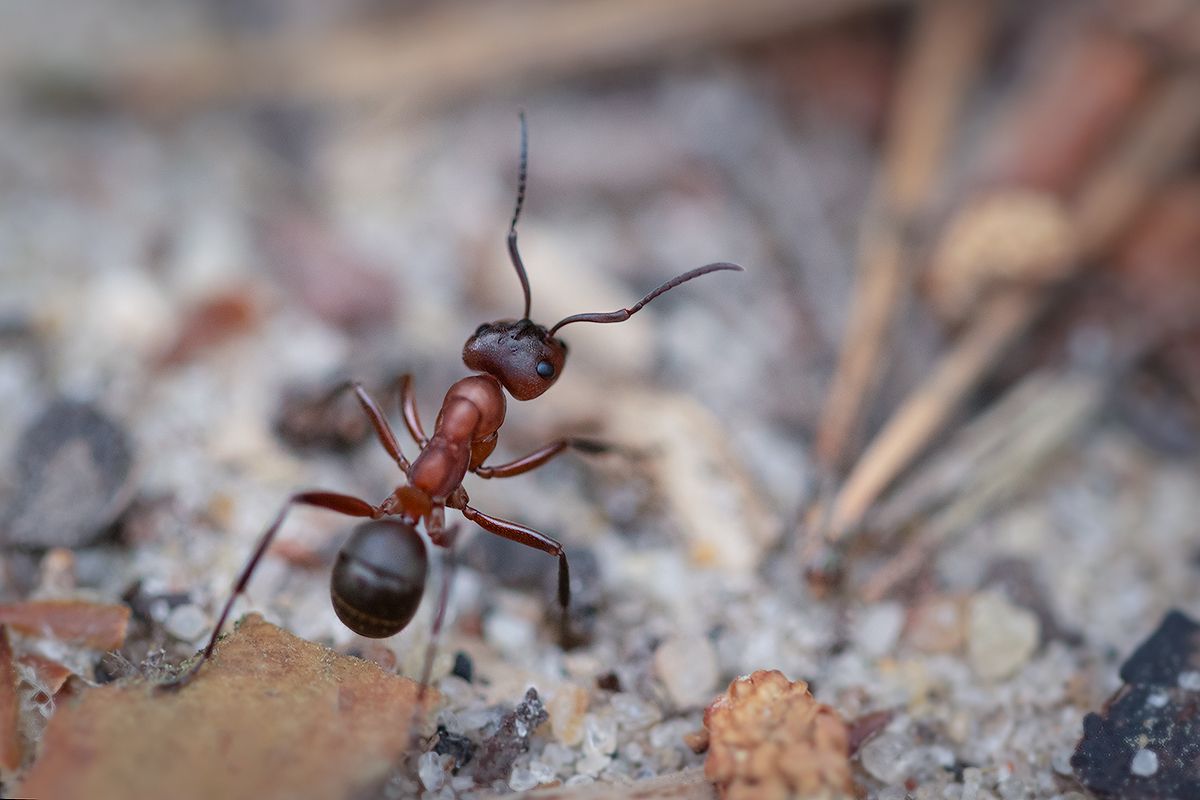 муравей, лесной муравей, макро, лес, макросъемка, macro, ant, forest, Хилько Марина