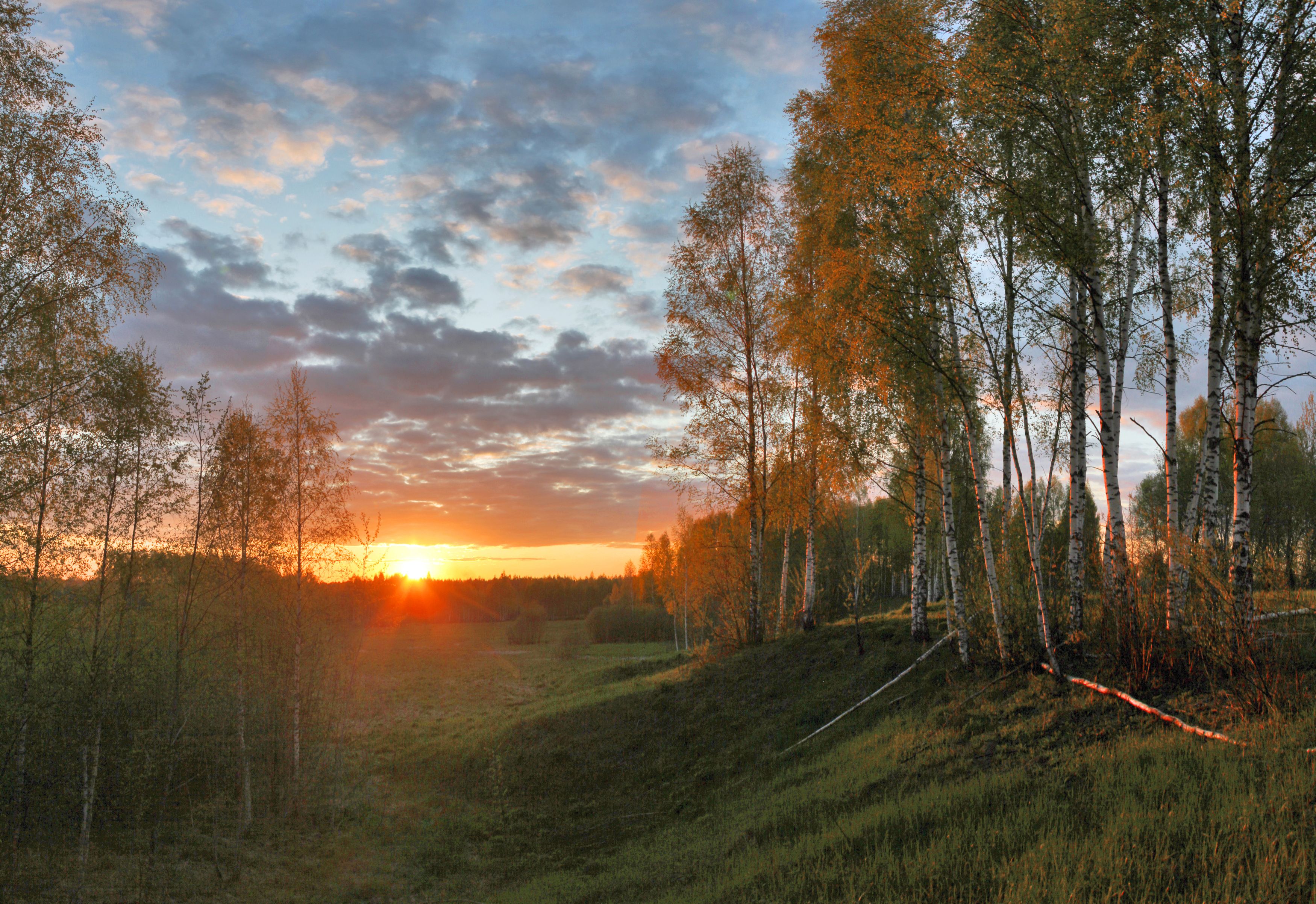 весна , закат , поле , лес, Александр Свистков