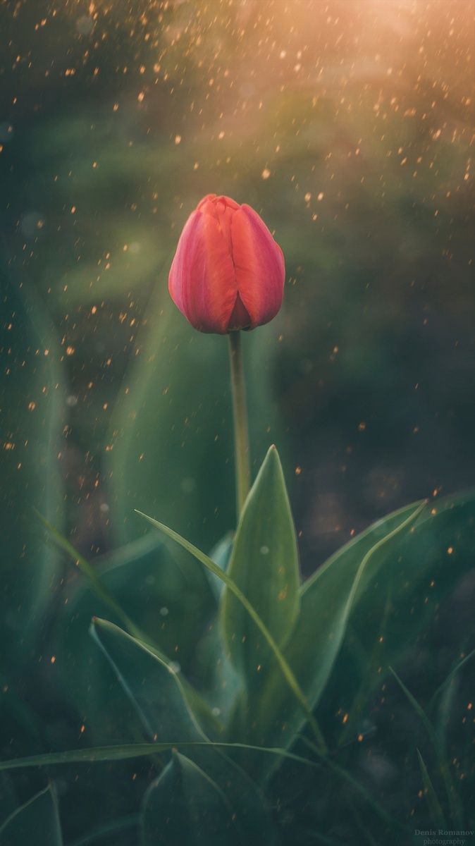 #макро #macro #цветы #flower #весна #spring #тюльпан, Denis Romanov